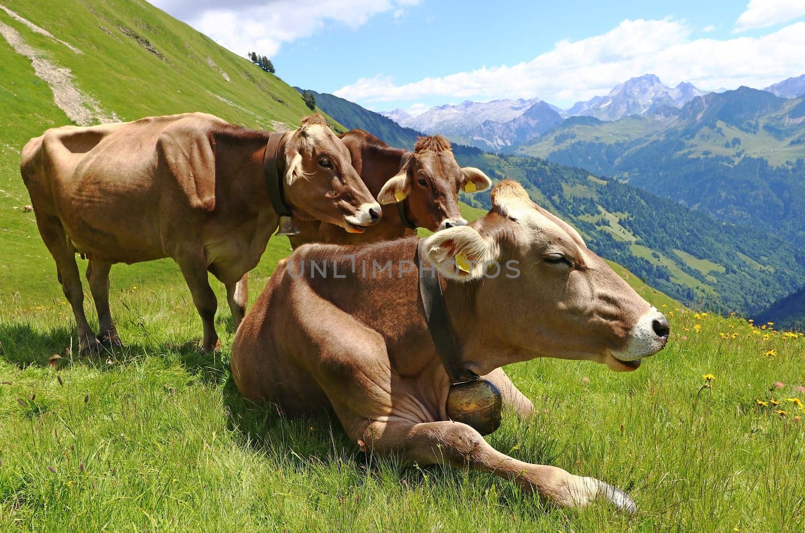 Young brown cattle enjoy the summer in the mountains