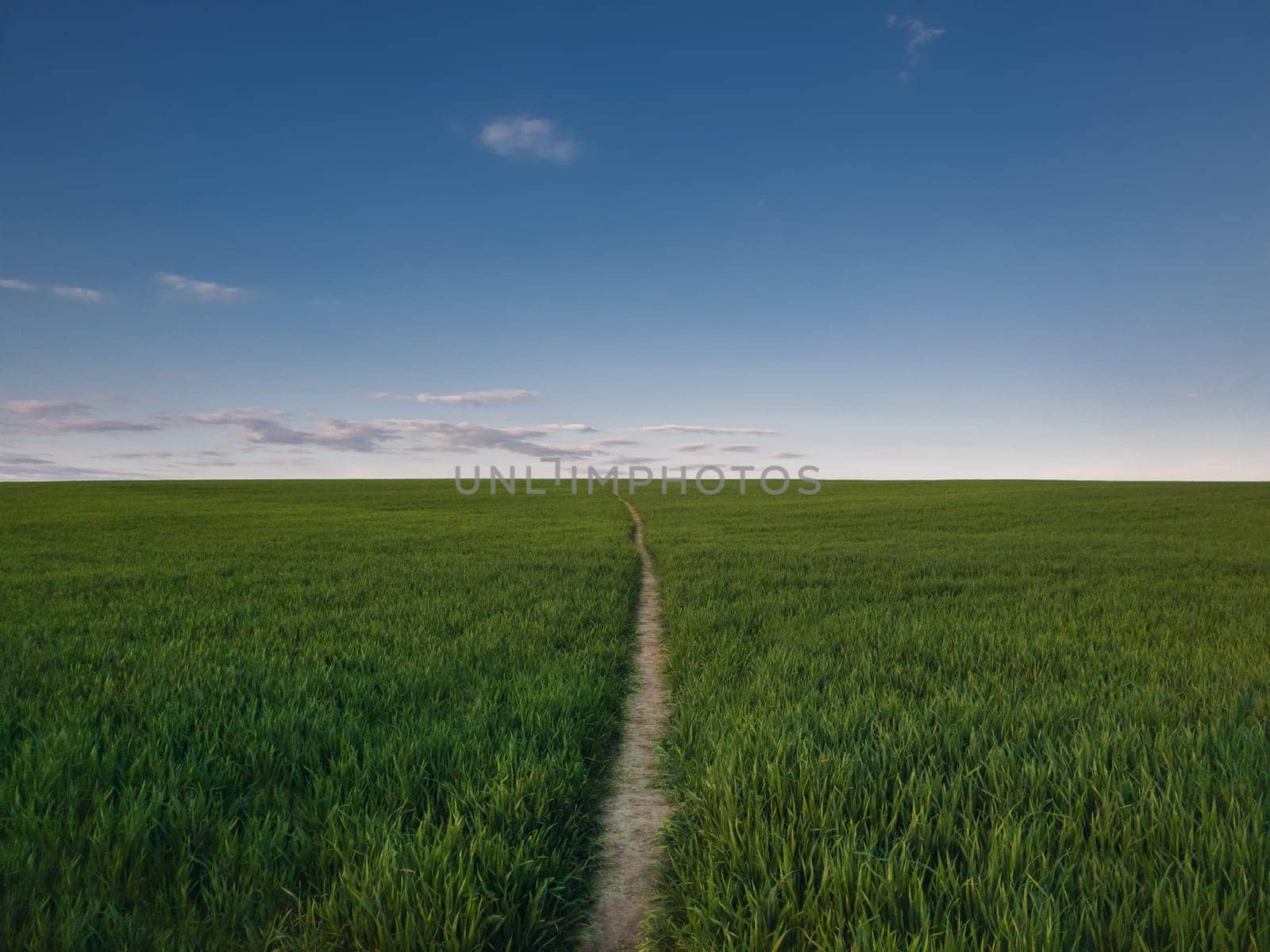Narrow footpath piercing a growing wheat field. Picturesque natural landscape, country scene with a pathway across the green grass land. Peaceful rural view, journey in the nature