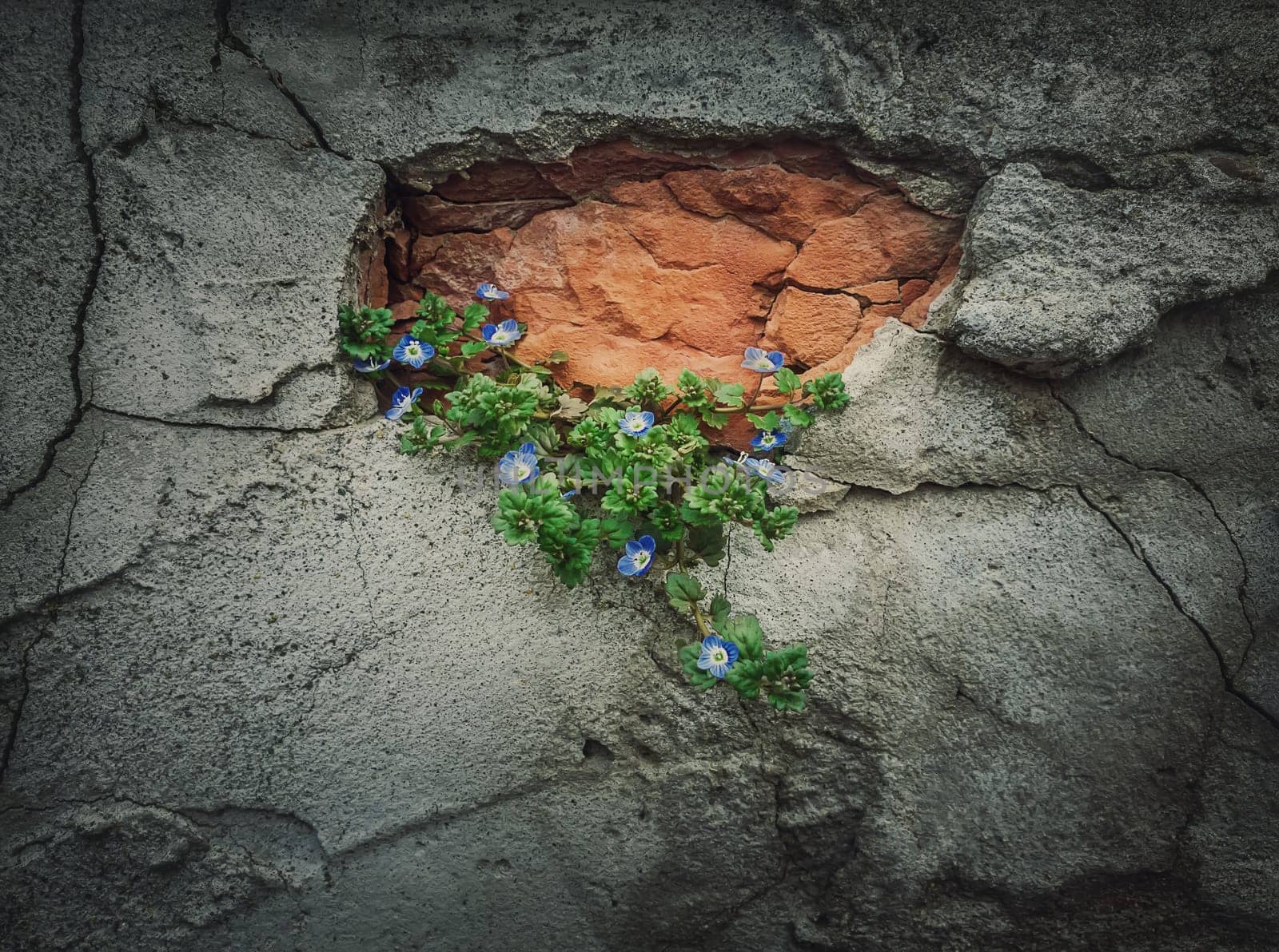 Green blooming plant growing out of a weathered concrete wall. Power of the nature concept, finding a way to grow from beton