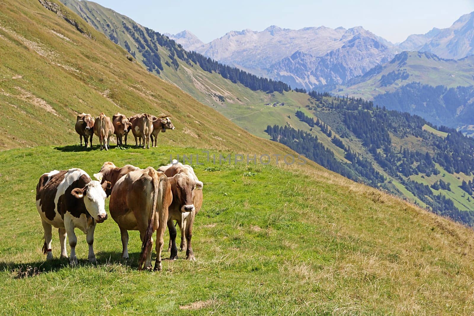Young brown cattle standing side by side enjoying the summer in the mountains