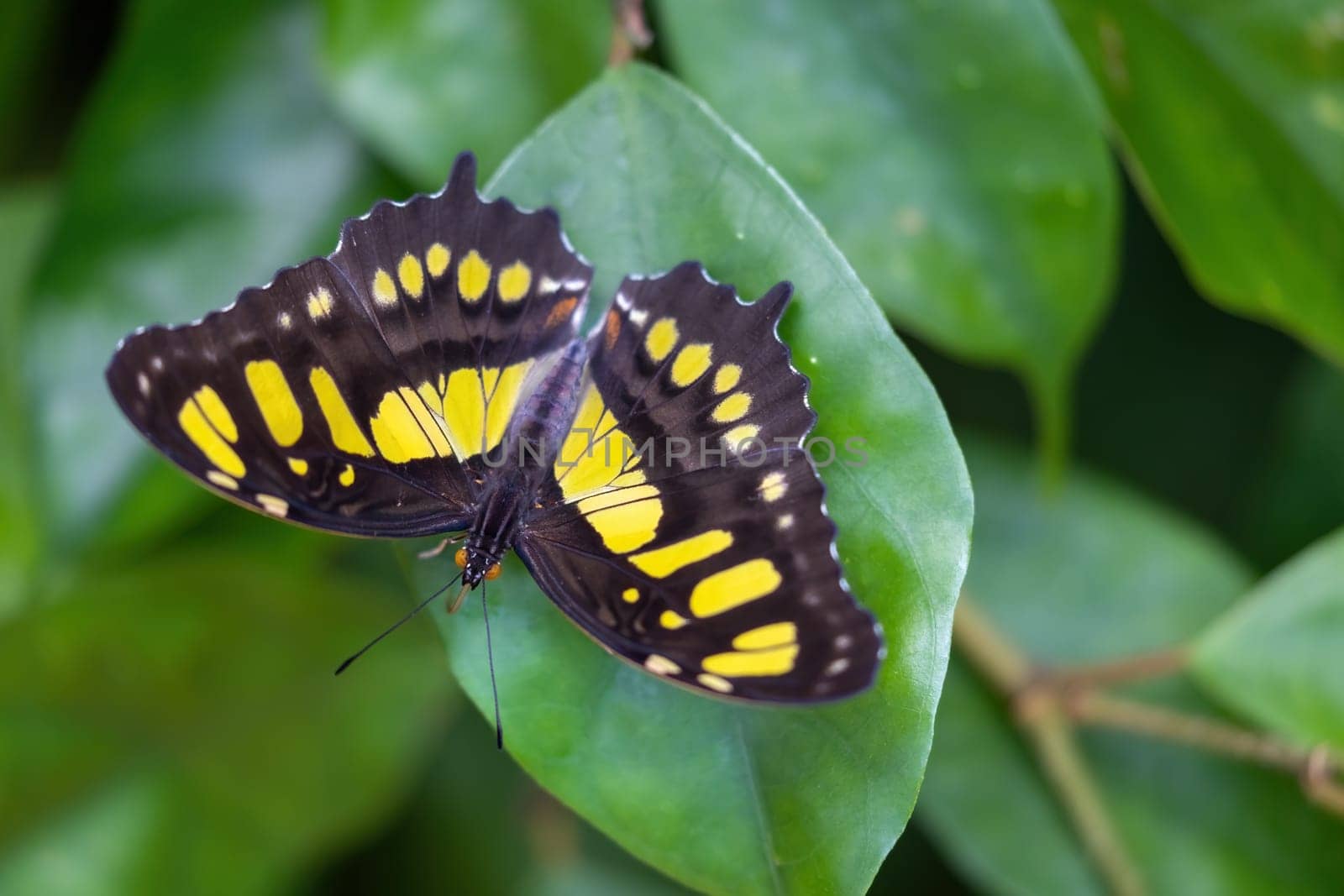 Malachite Butterfly (Metamorpha stelenes) with open wings on green plant.