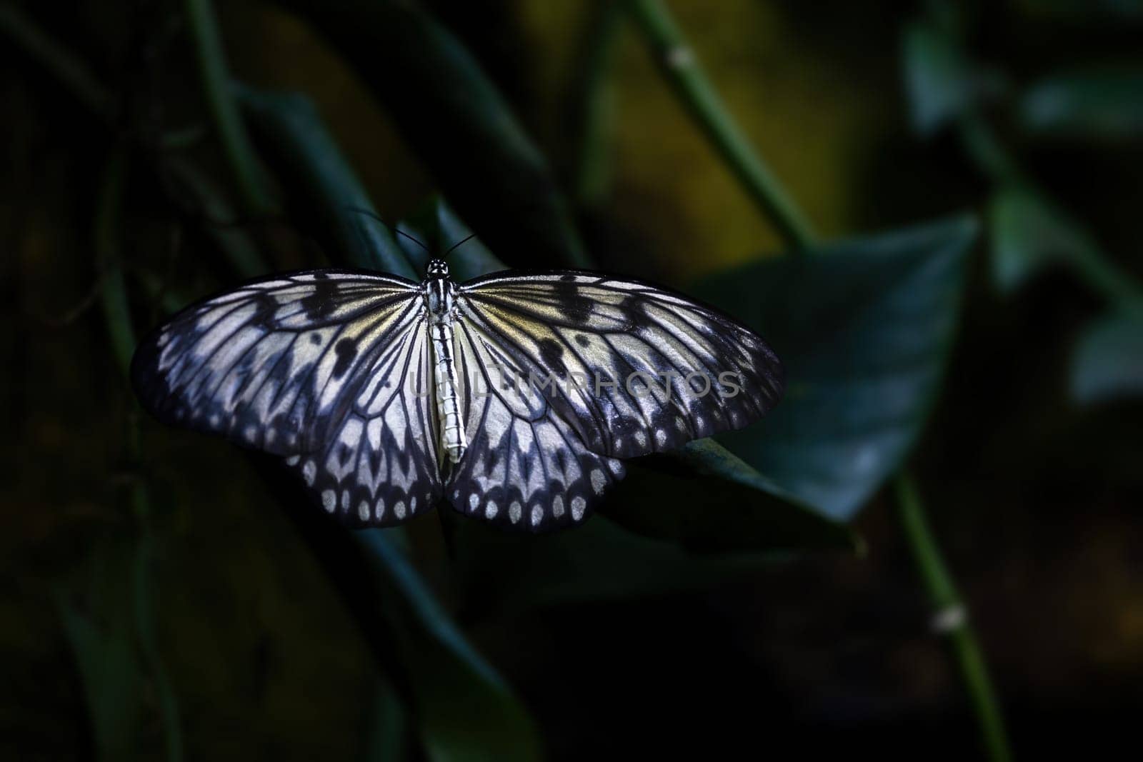 Dorsal view of Idea leuconoe, also known as the paper kite butterfly or rice paper butterfly on the dark background.