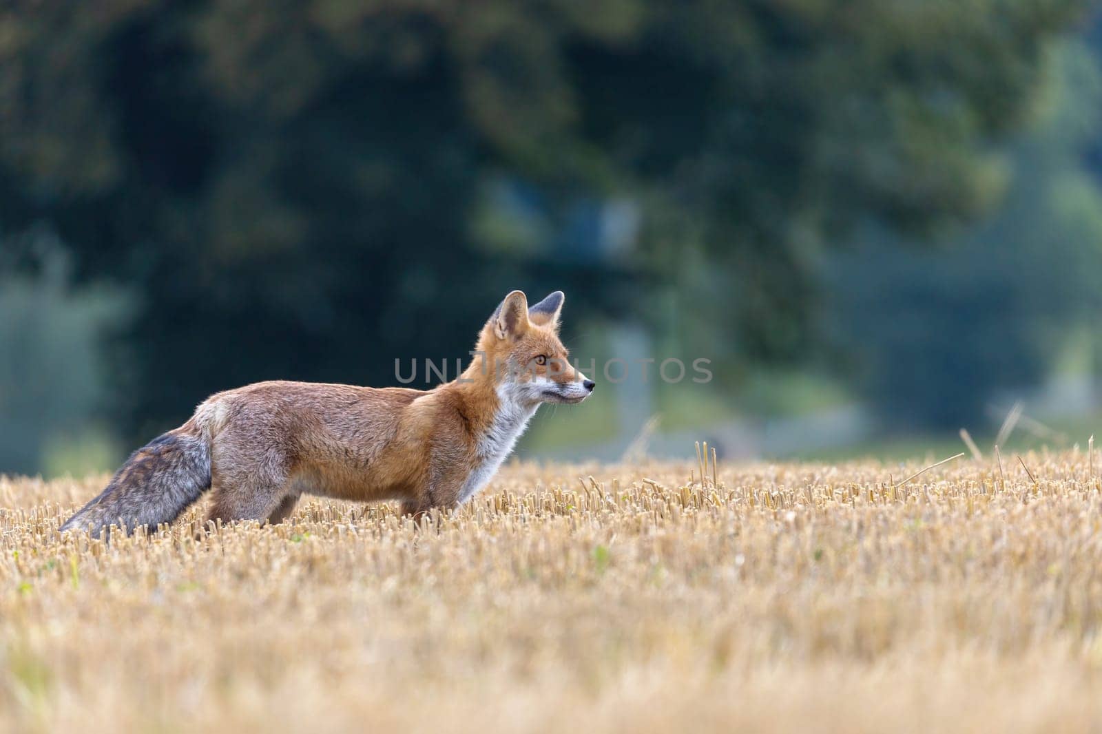 Cute young red fox (Vulpes vulpes) is posing on a field in a yellow stubble. Horizontally.