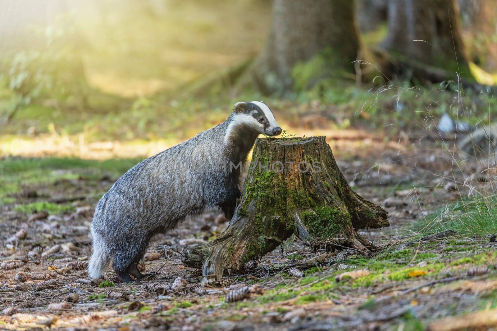 European badger is sniffing tree stump. Horizontally.
