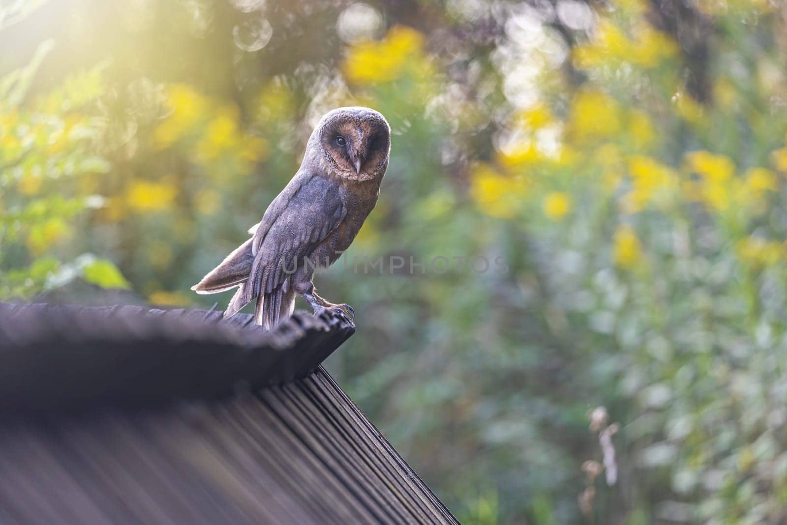 Portrait of cute barn owl (dark) sitting on a wooden roof looking at the camera.
