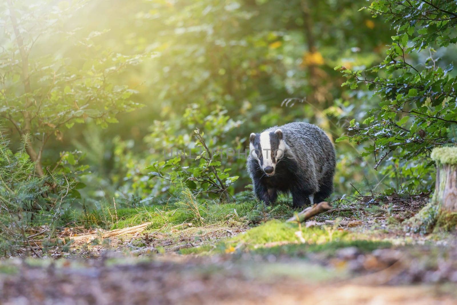 European badger is running in the forest. Horizontally.