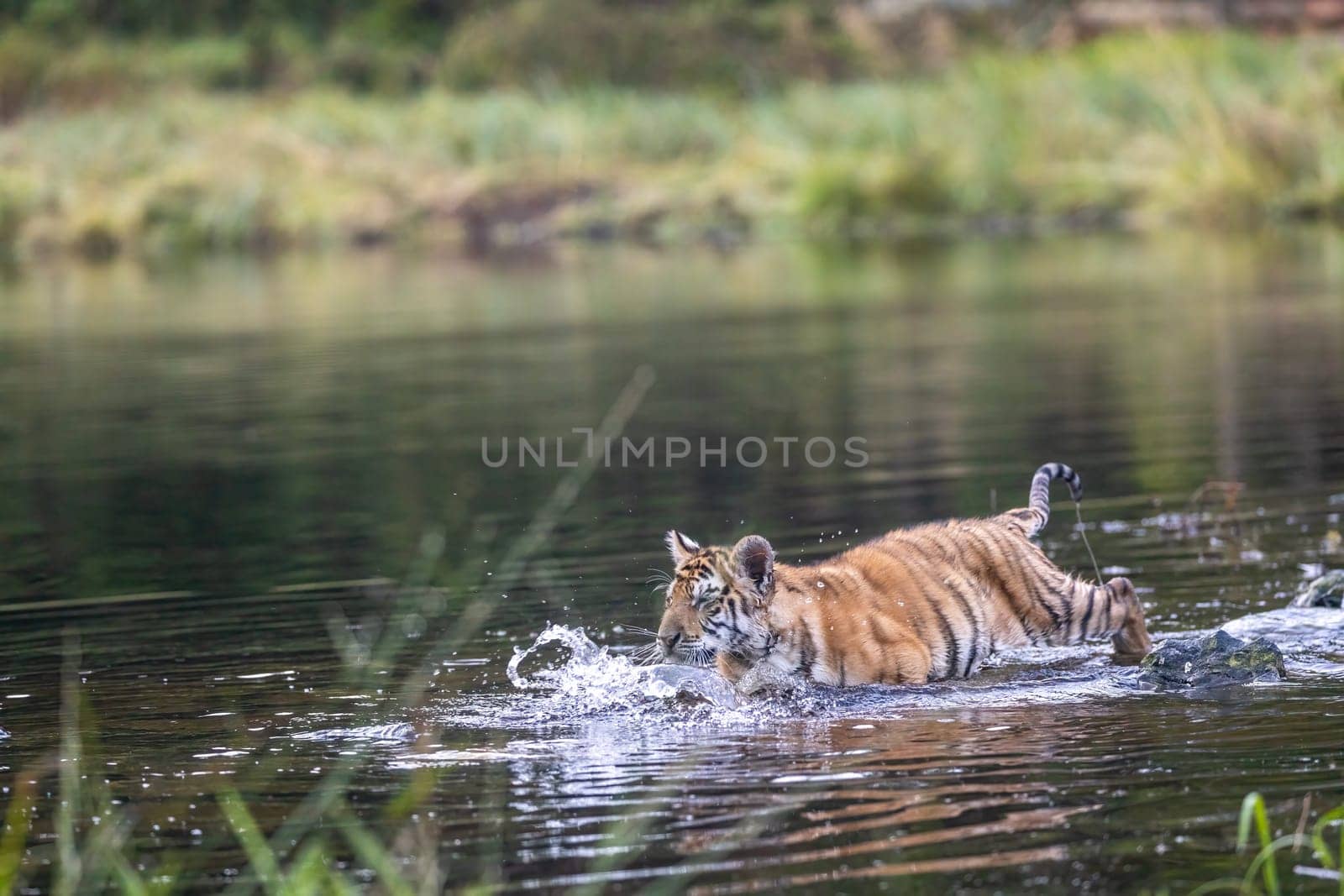 Cute Bengal tiger cub is running in the water. Horizontally.