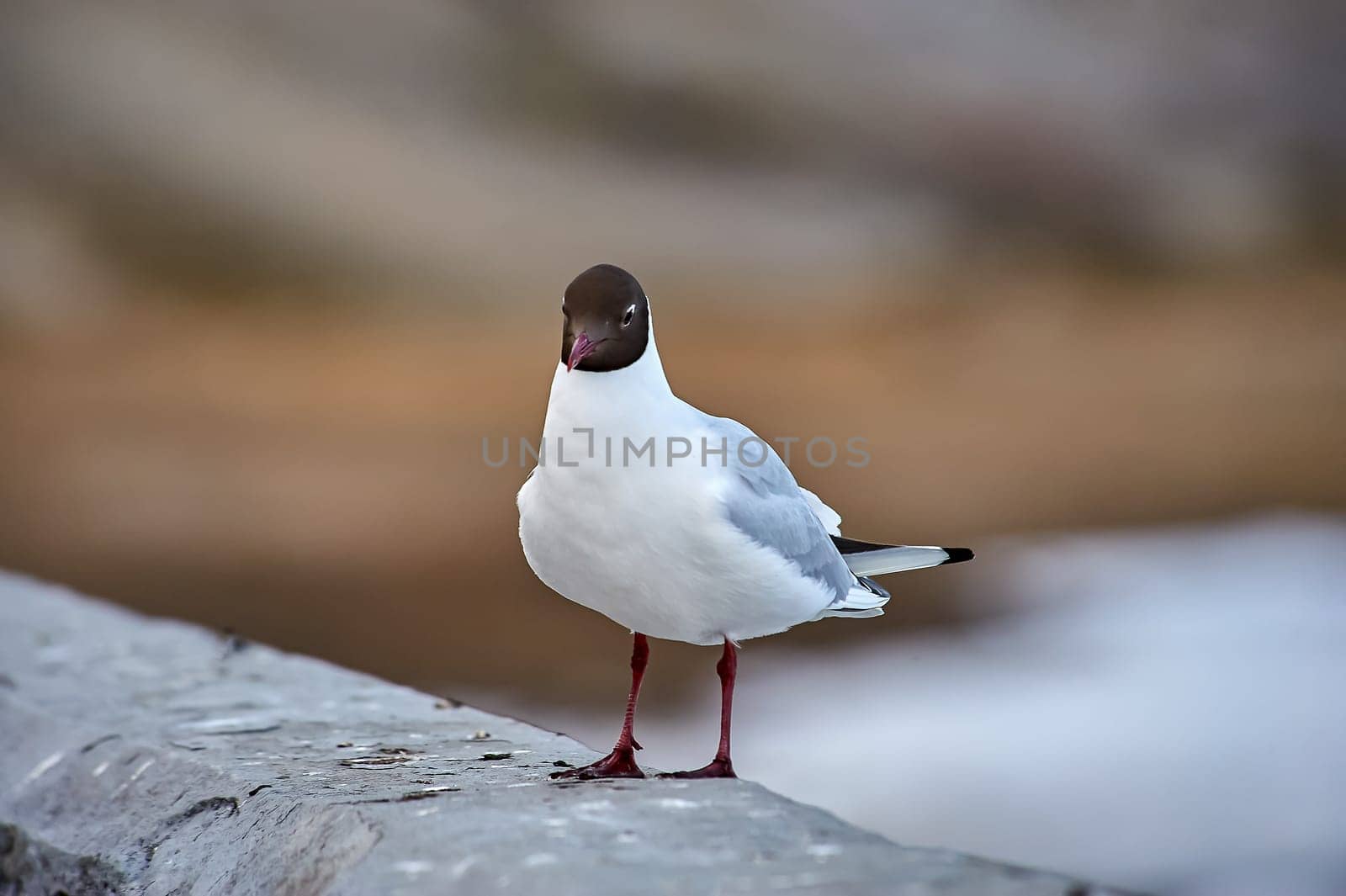 A seagull stands on a gray concrete parapet. High quality photo