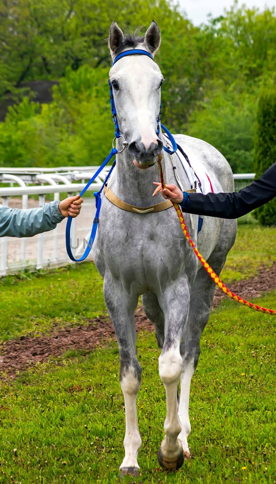PYATIGORSK,RUSSIA - MAY 8,2022:Grey stallion Diamond - winner race at the Victory Prize,Hippodrome Pyatigorsk.
