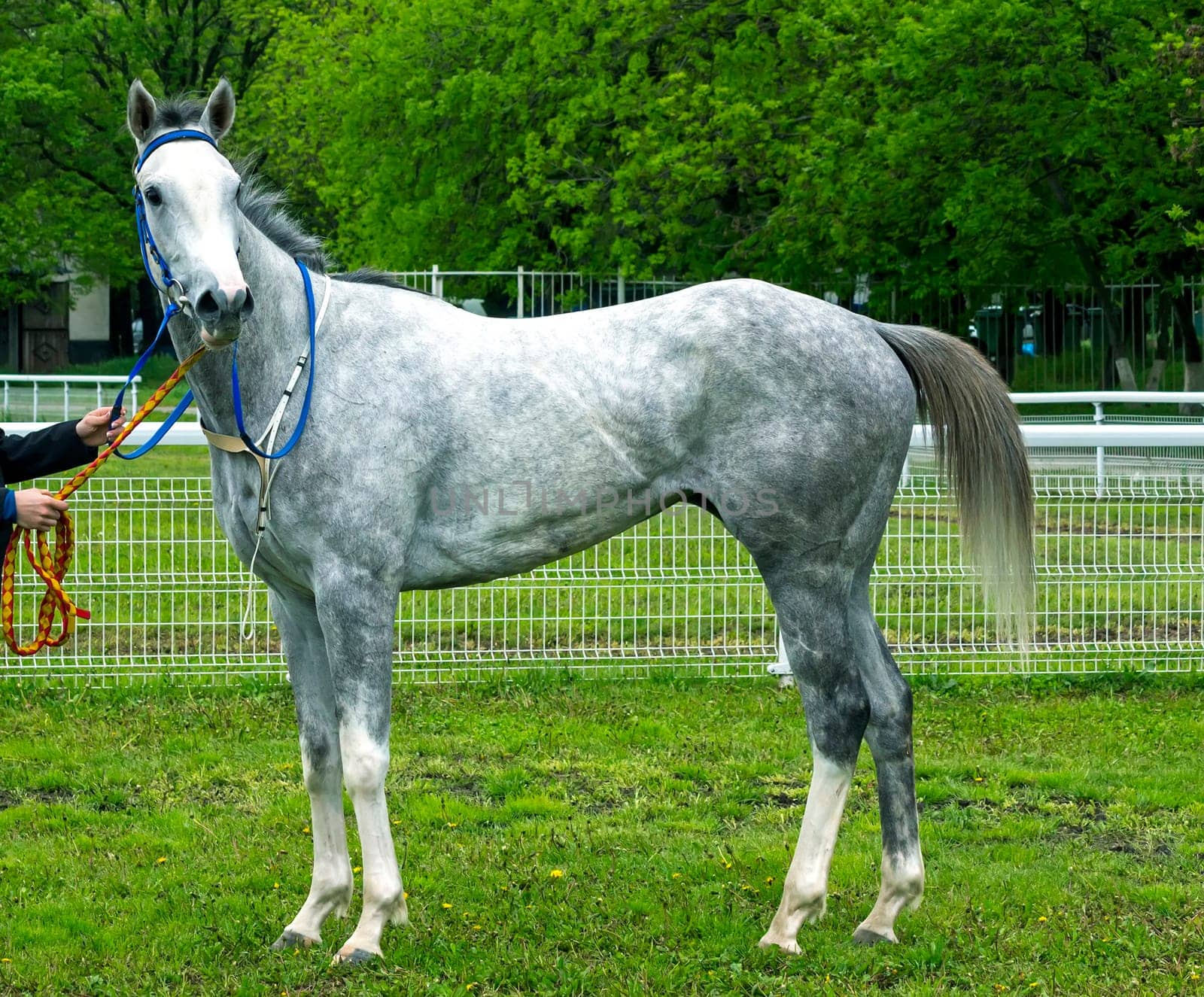 PYATIGORSK,RUSSIA - MAY 8,2022:Grey mare Palmira Dubai Tersk - winner race at the Restrictive Prize,hippodrome Pyatigorsk.