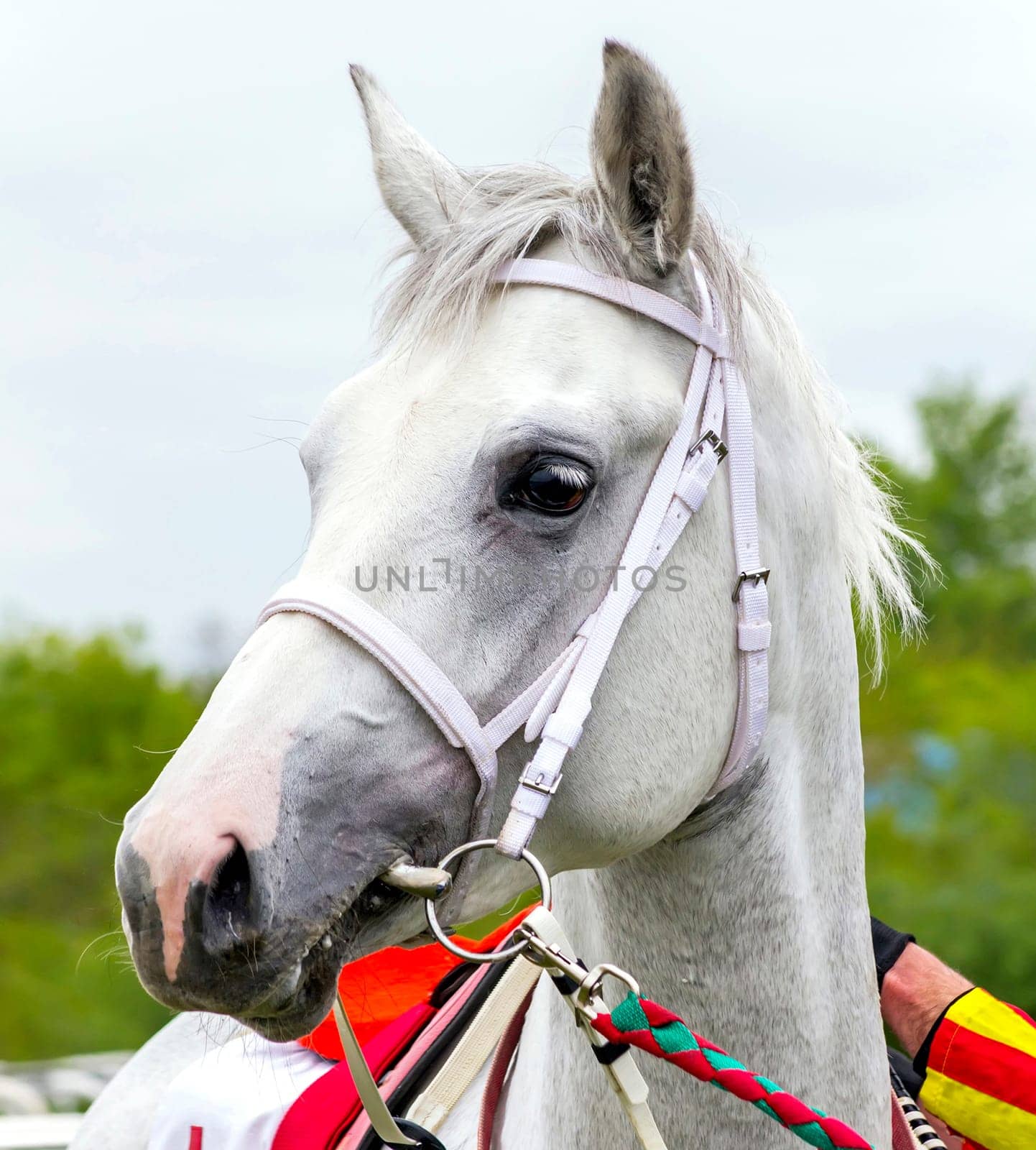 PYATIGORSK,RUSSIA - MAY 8,2022:Grey stallion Diamond - winner race at the Victory Prize,hippodrome Pyatigorsk.