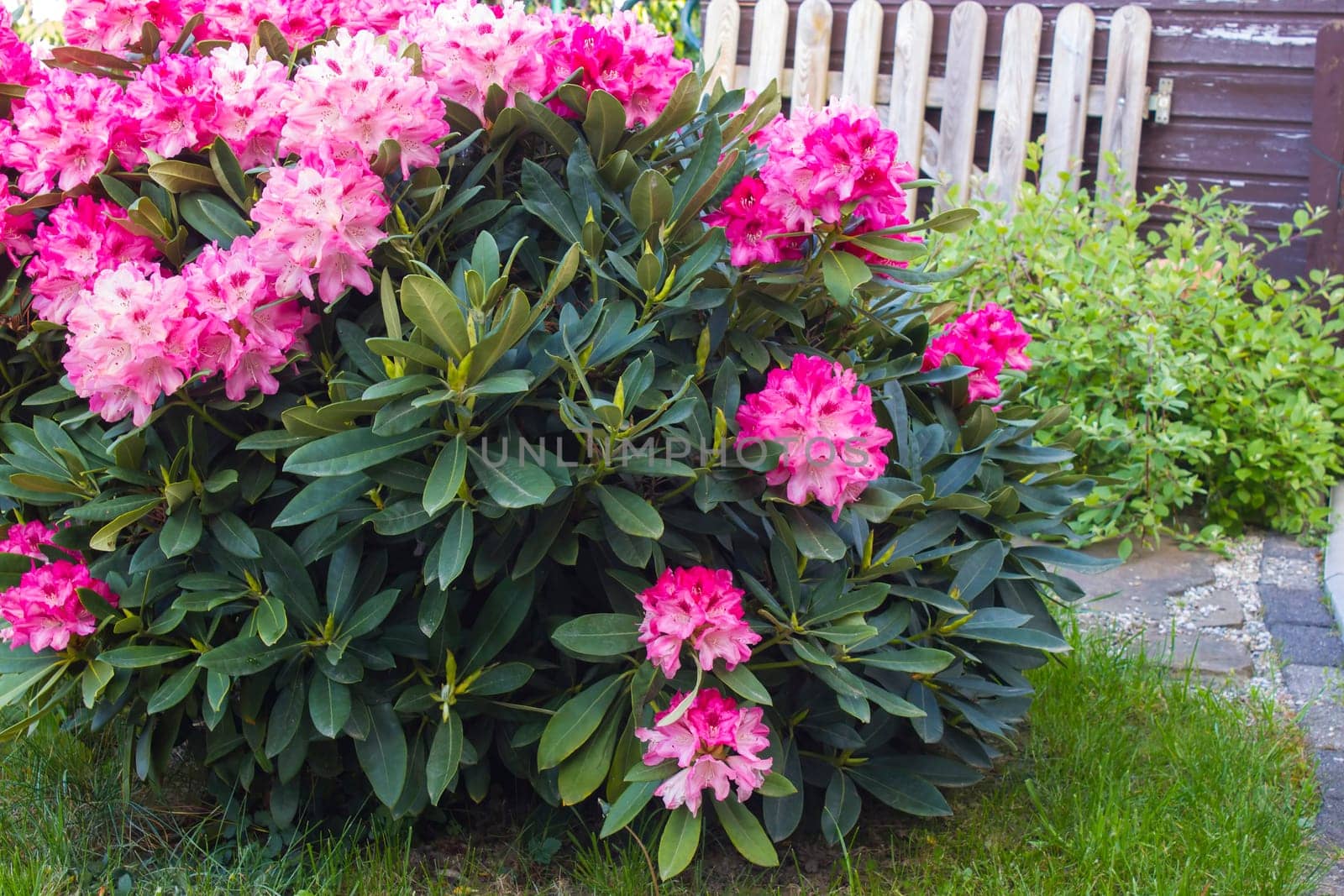 Blooming red rhododendron flowers in a garden
