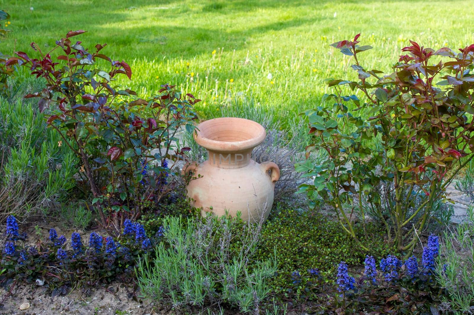 flowerbed in the garden - roses, lavender flowers and clay pot - springtime