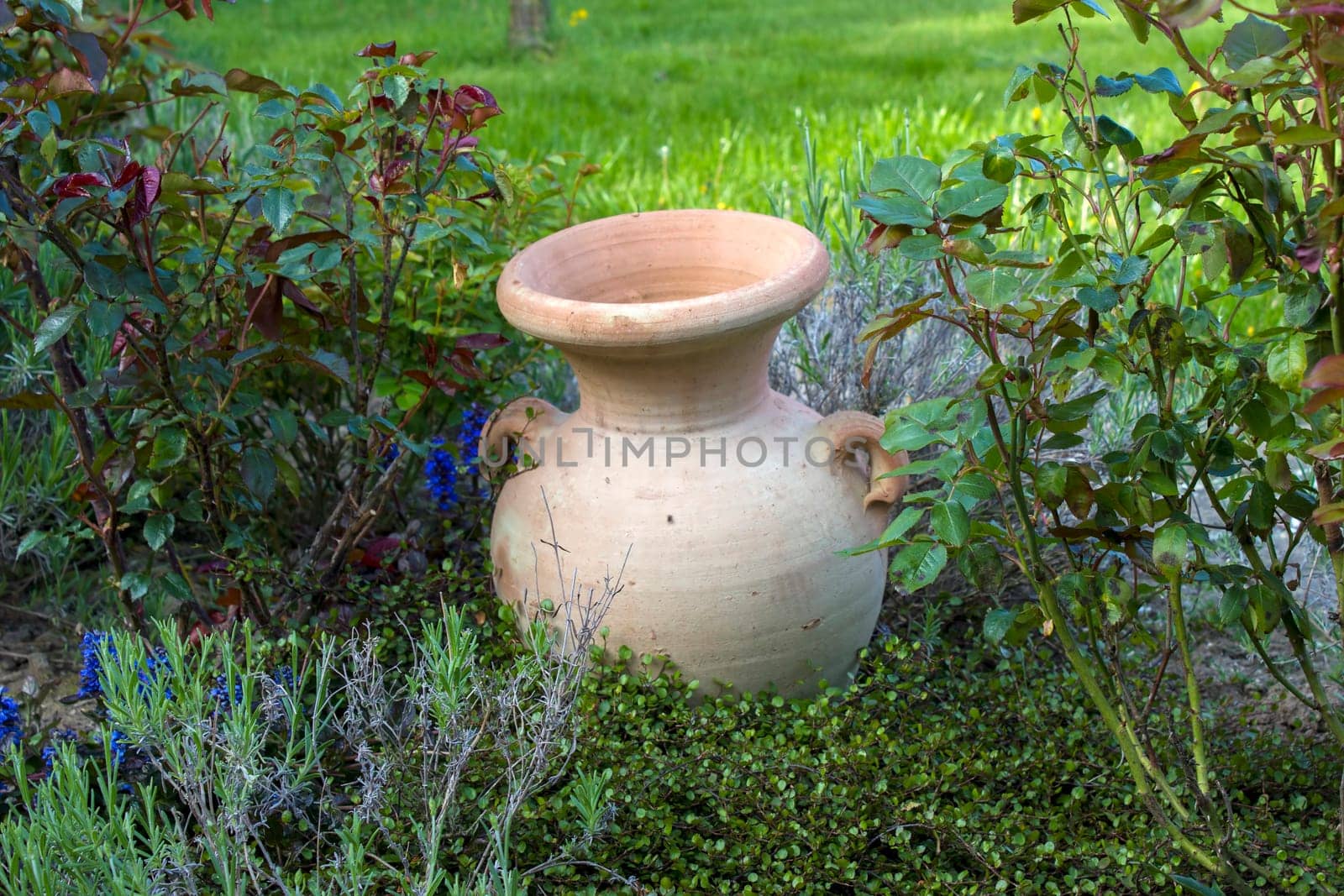 flowerbed in the garden - roses, lavender flowers and clay pot - springtime