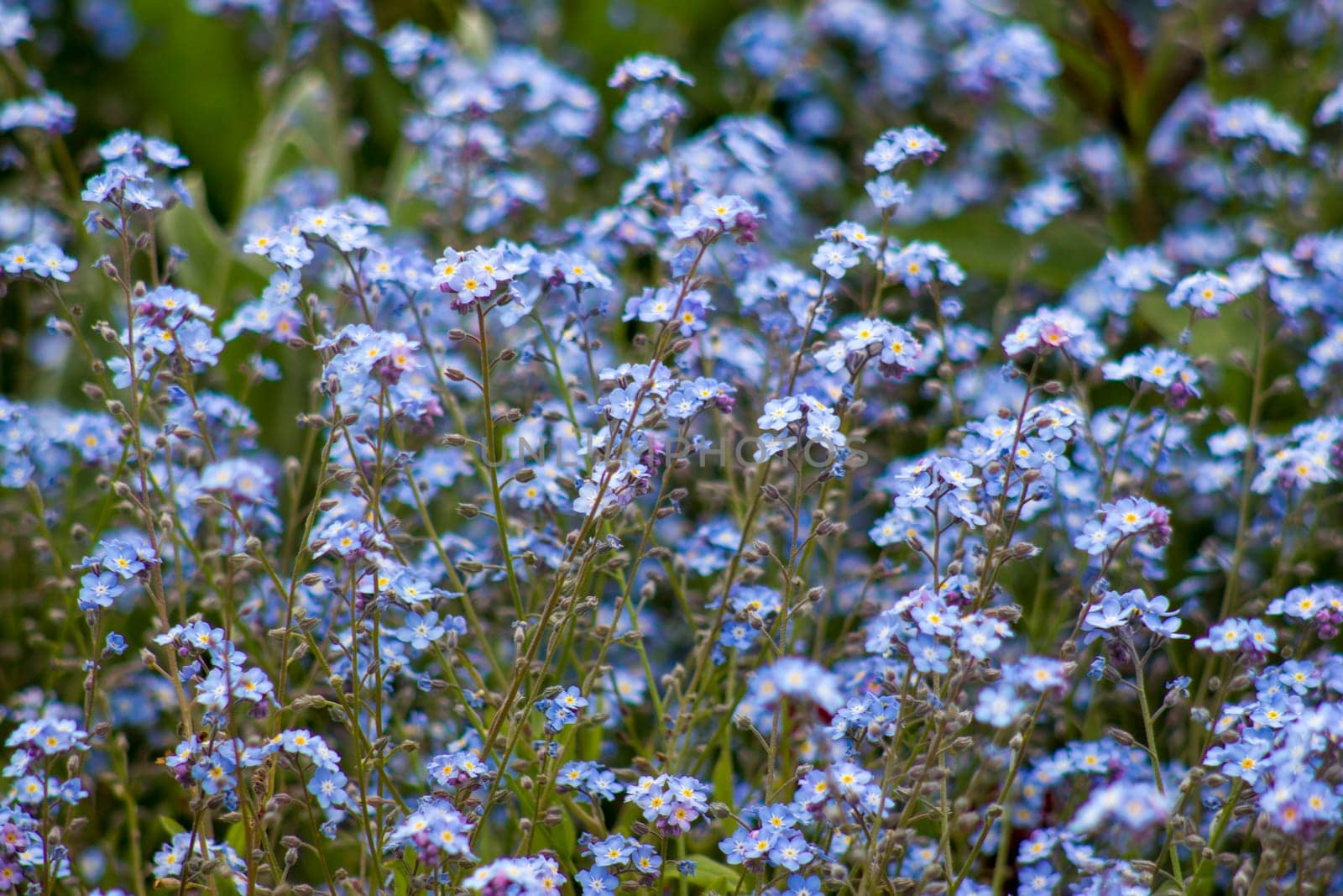 forget-me-not flowers  in the garden