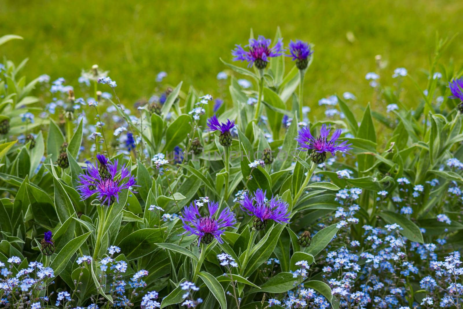 cornflowers and forget-me-not in the garden