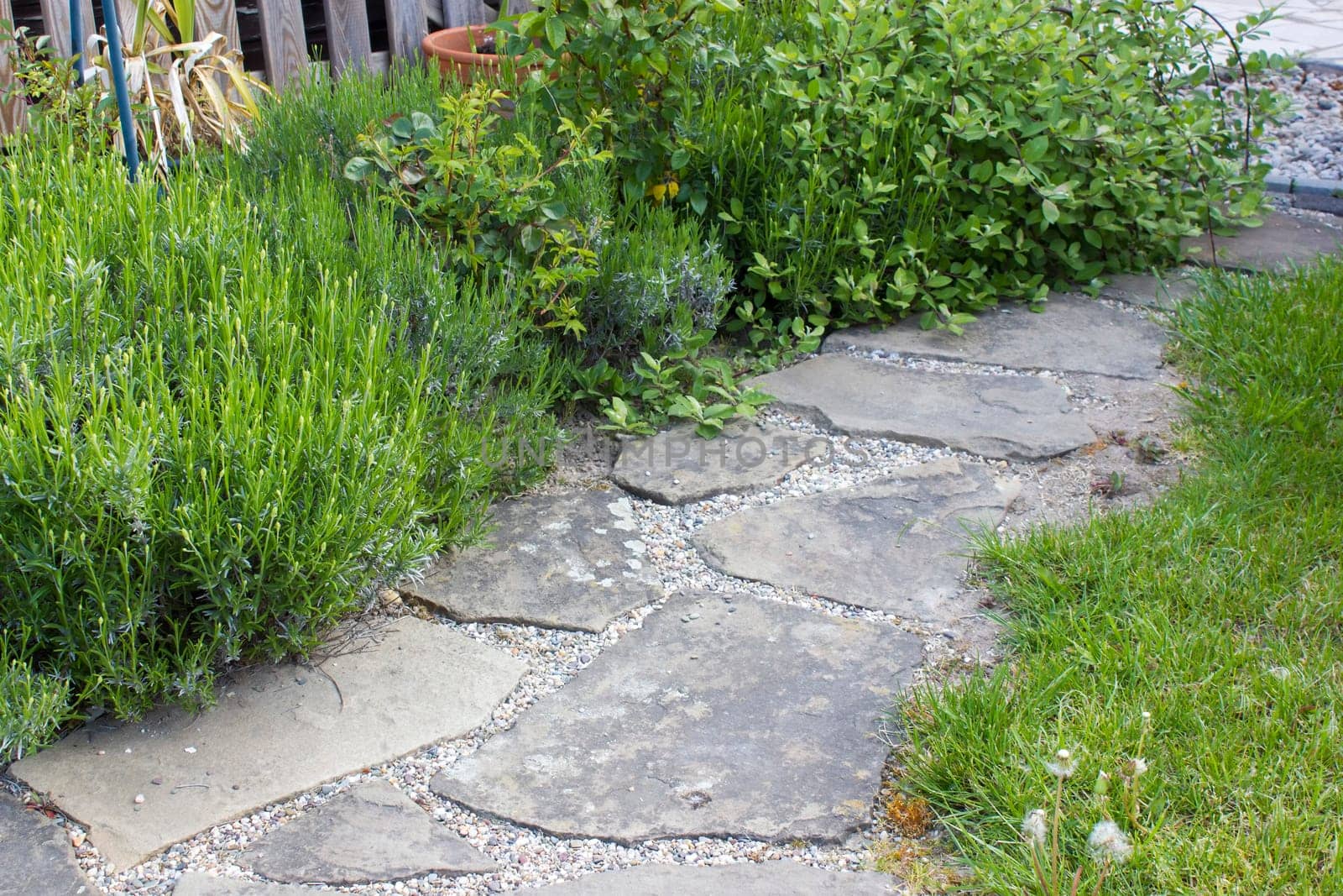 flowerbed in the garden - roses, lavender flowers and stone road
