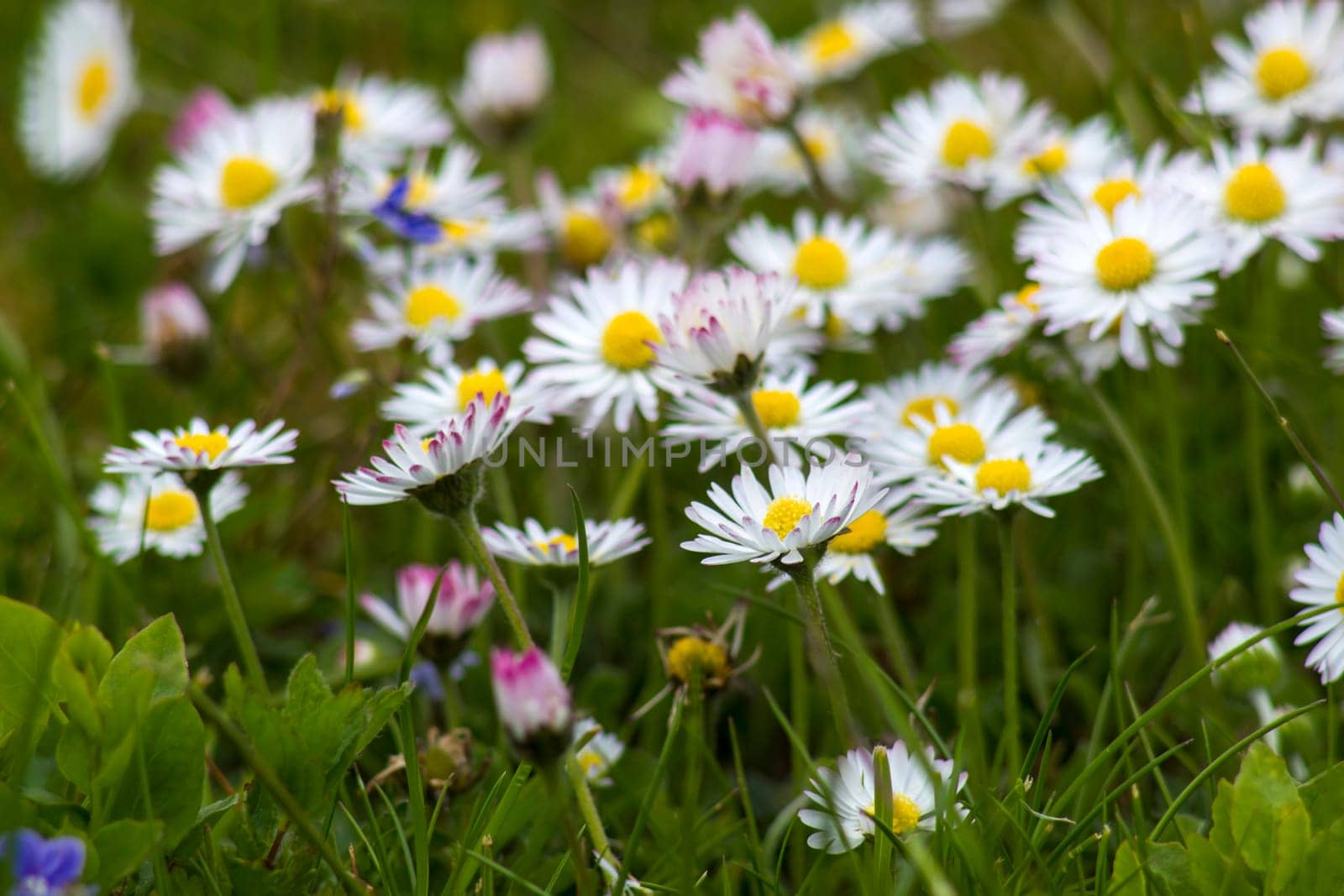 blooming daisies flowers in the garden - close up