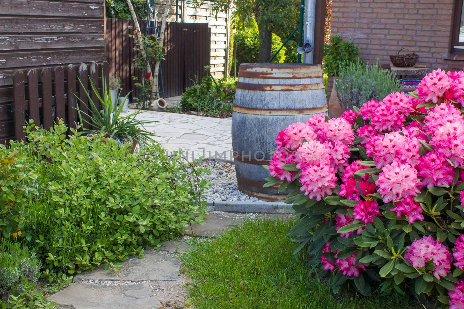rustic garden -  blooming pink rhododendron flowers