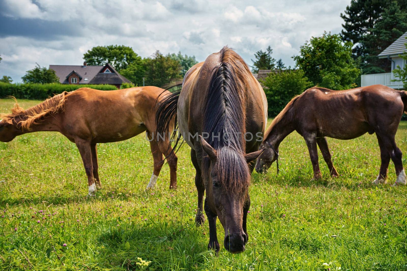 Horses grazing in the pasture