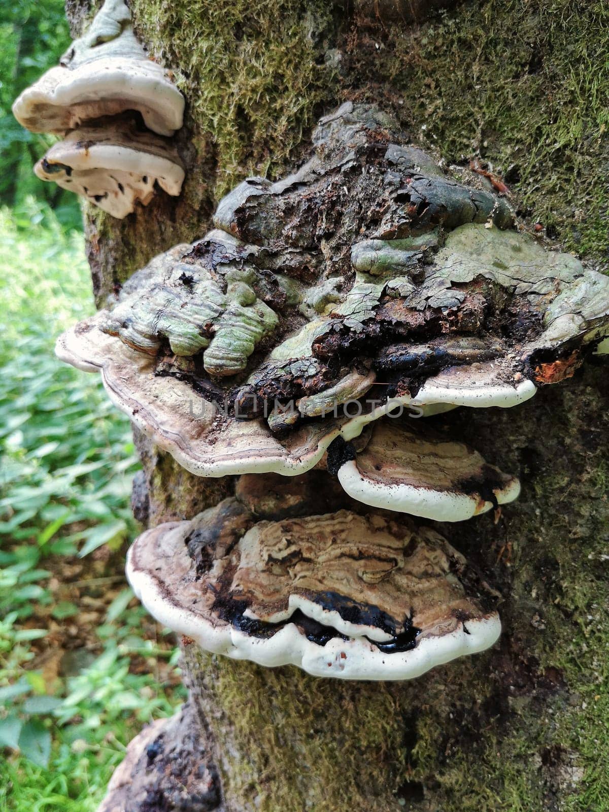 "Fomes fomentarius"" (Real Tinder Fungus)"