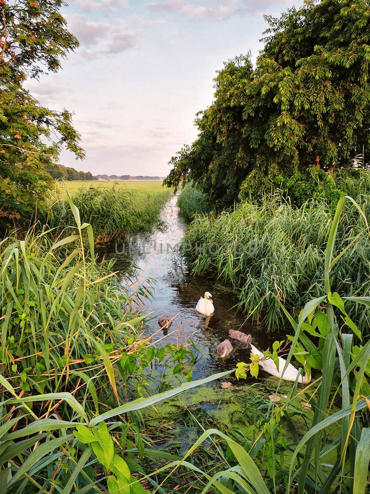 Mute swans with offspring, Fischland-Darss, Mecklenburg-West Pomerania, Germany