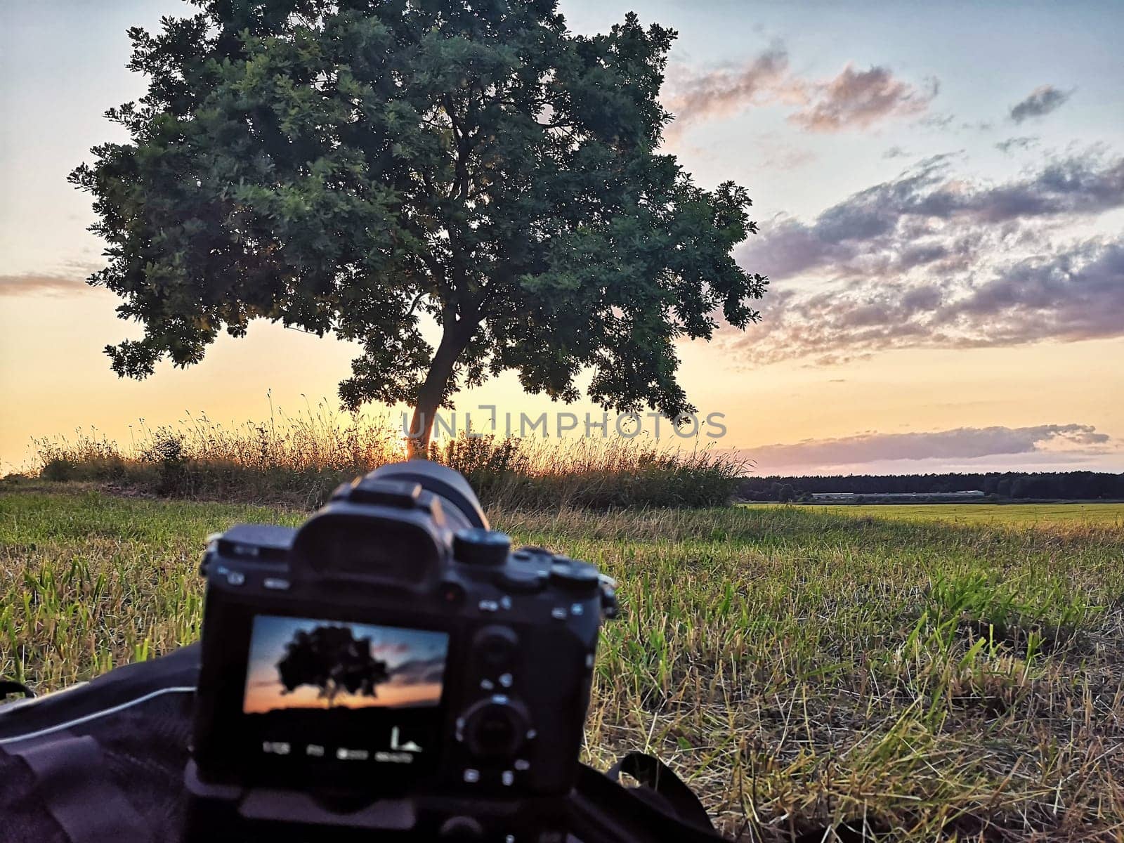 Oak tree in sunset, Fischland-Darß, Mecklenburg-West Pomerania, Germany