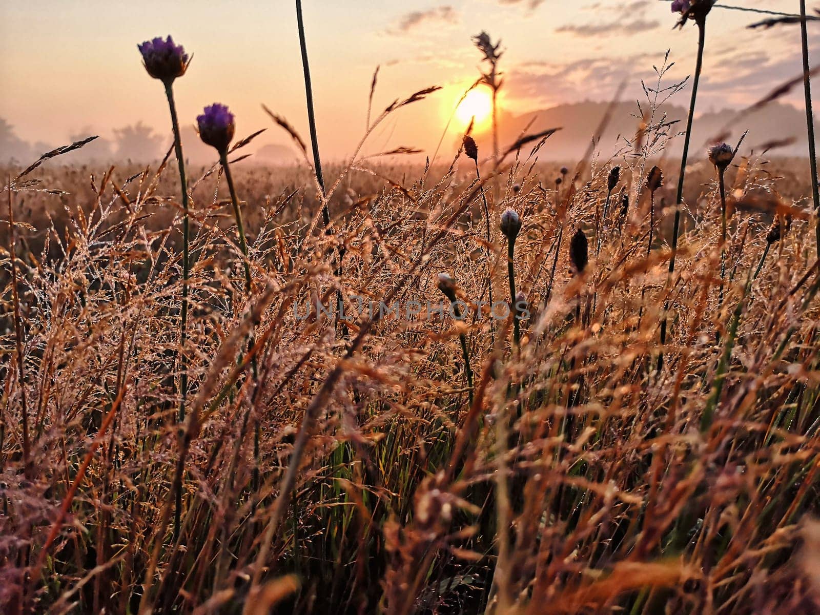 Meadow with morning dew at sunrise, Fischland-Darss