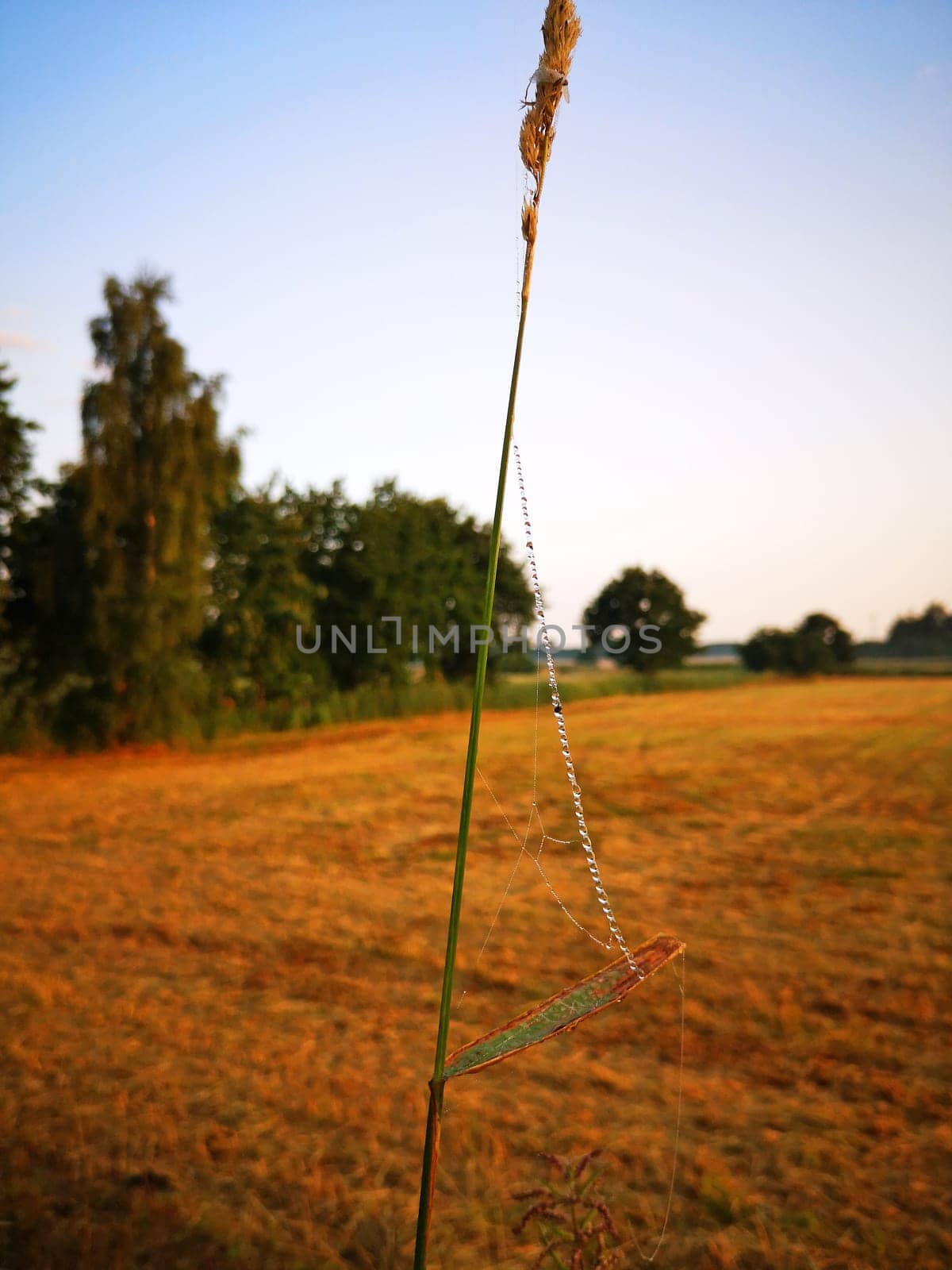 Morning dew on a blade of grass