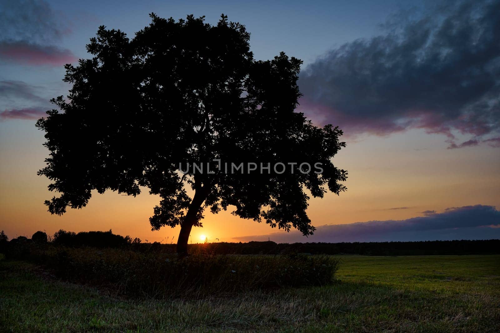 Oak tree in sunset, Fischland-Darß, Mecklenburg-West Pomerania, Germany