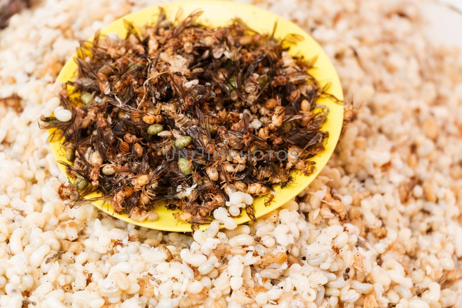 Ant eggs for eating,delicacy in Asian countries
