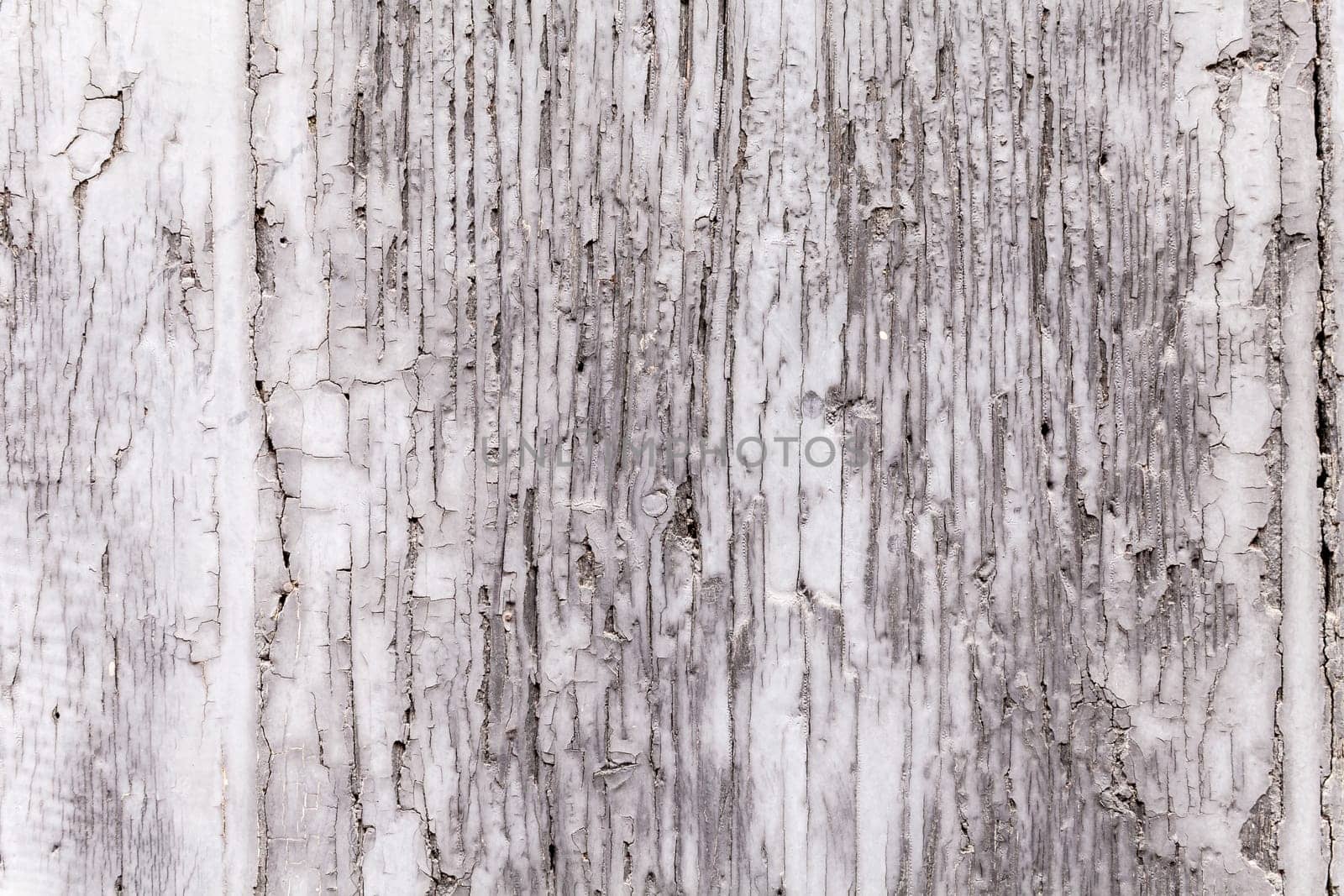 Gray coat of paint on a weathered wooden window shutter panel cracking. Brittle surface texture on decaying plank of wood. Exterior architectural detail. Close up shot outdoors on tripod. Background.