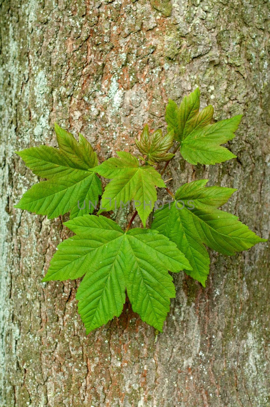 Ahornblatt  Ahornblaetter  Ahornbaum  Ahorn