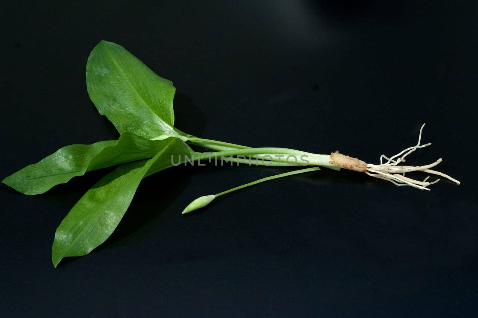 Baerlauch  Allium  ursinum