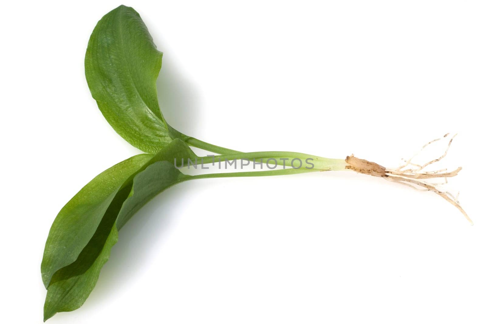Baerlauch  Allium  ursinum
