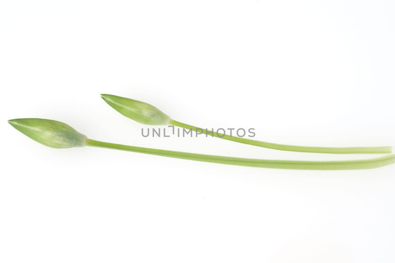Baerlauch  Allium  ursinum