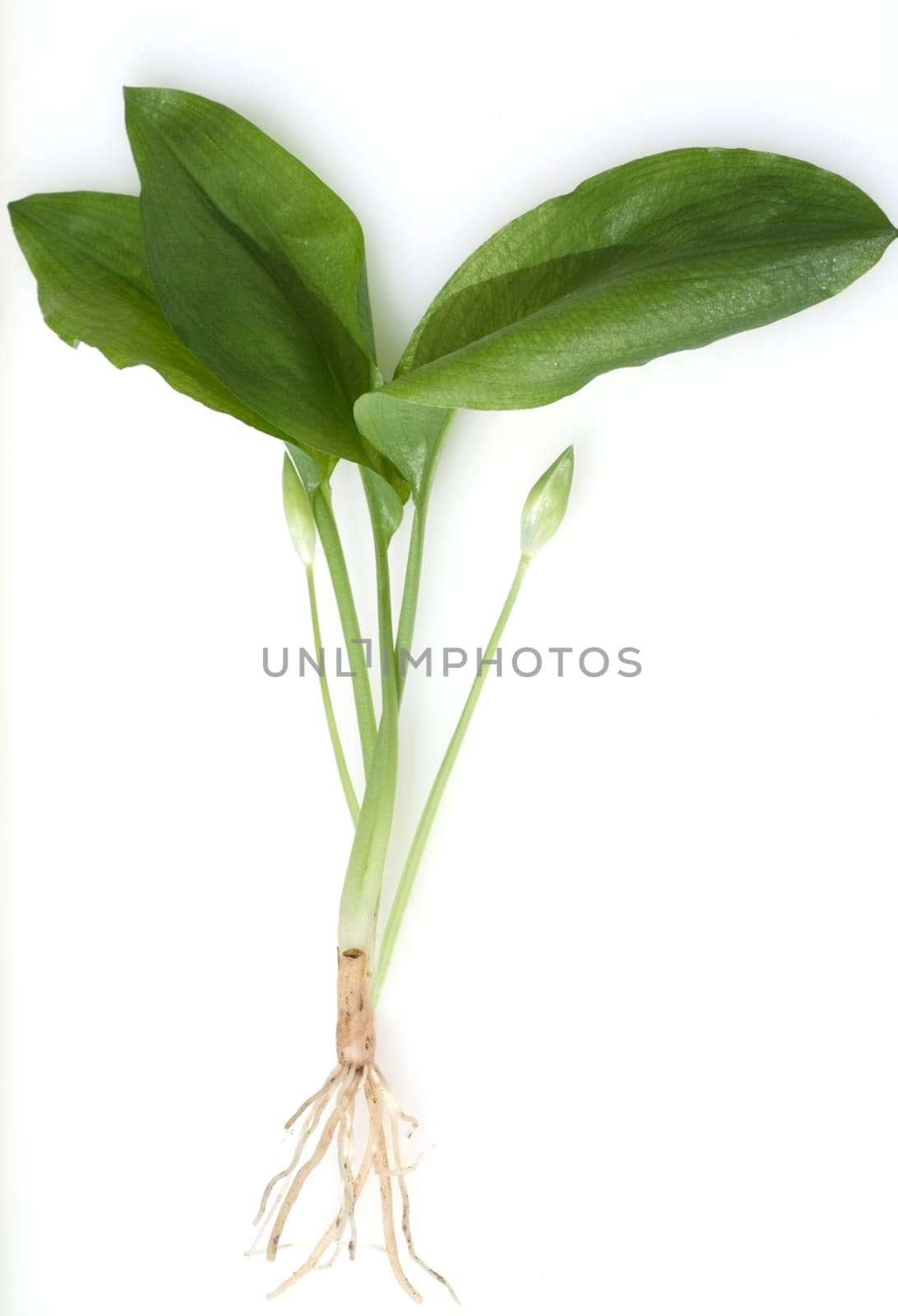Baerlauch  Allium  ursinum