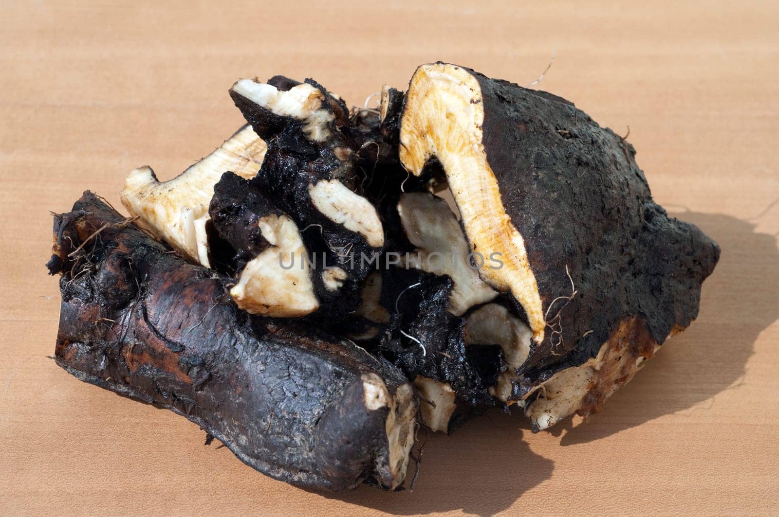 Beinwellwurzel, Symphytum  officinale