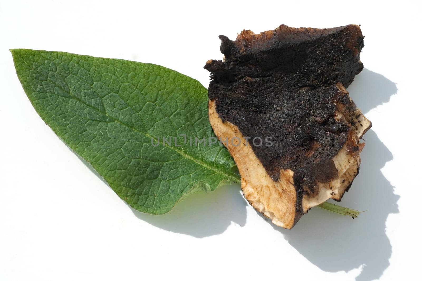 Beinwellwurzel, Symphytum  officinale