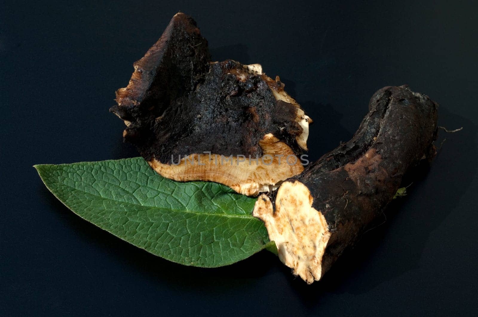 Beinwellwurzel, Symphytum  officinale