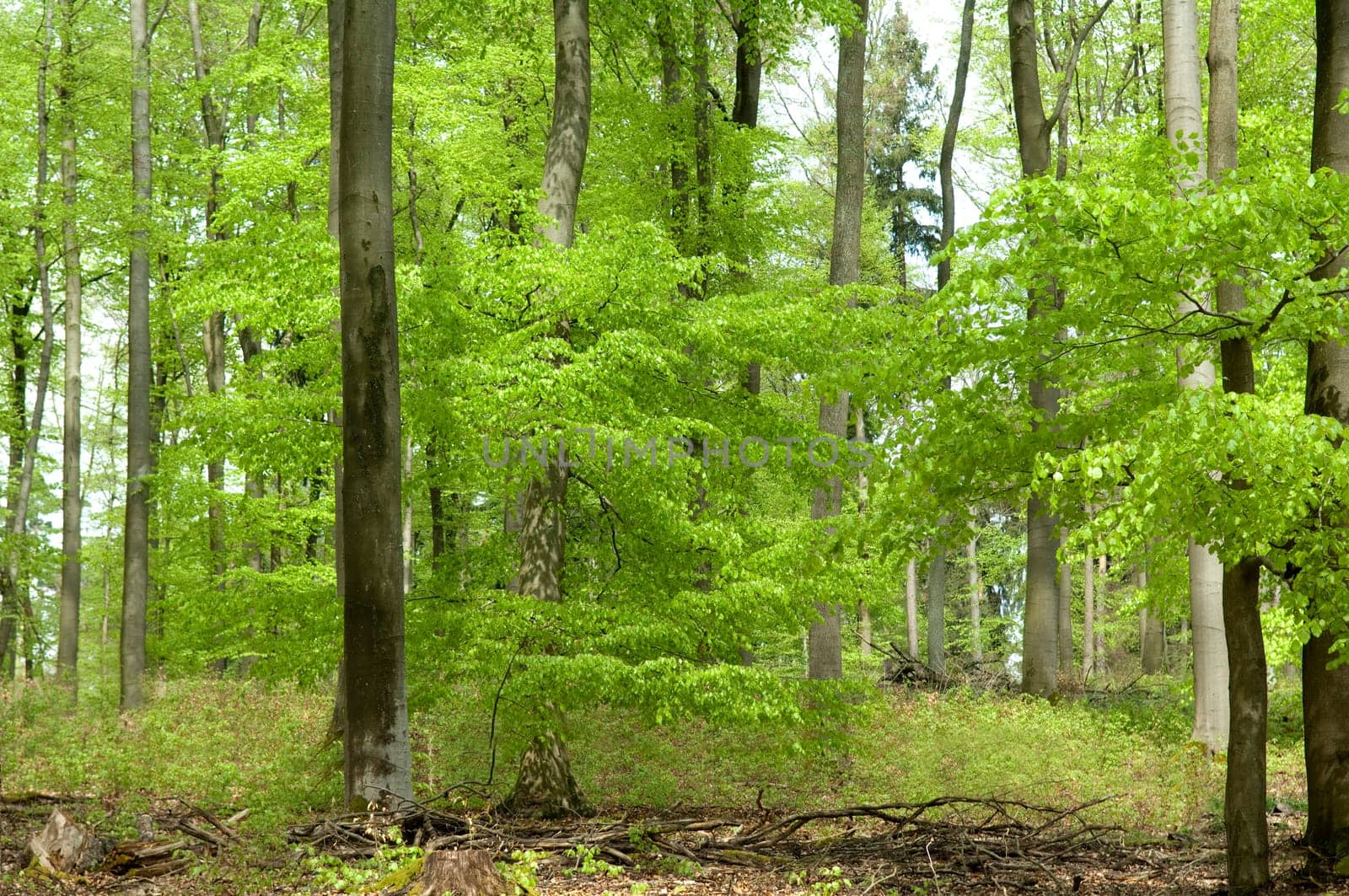 Buchenwald, Fruehling