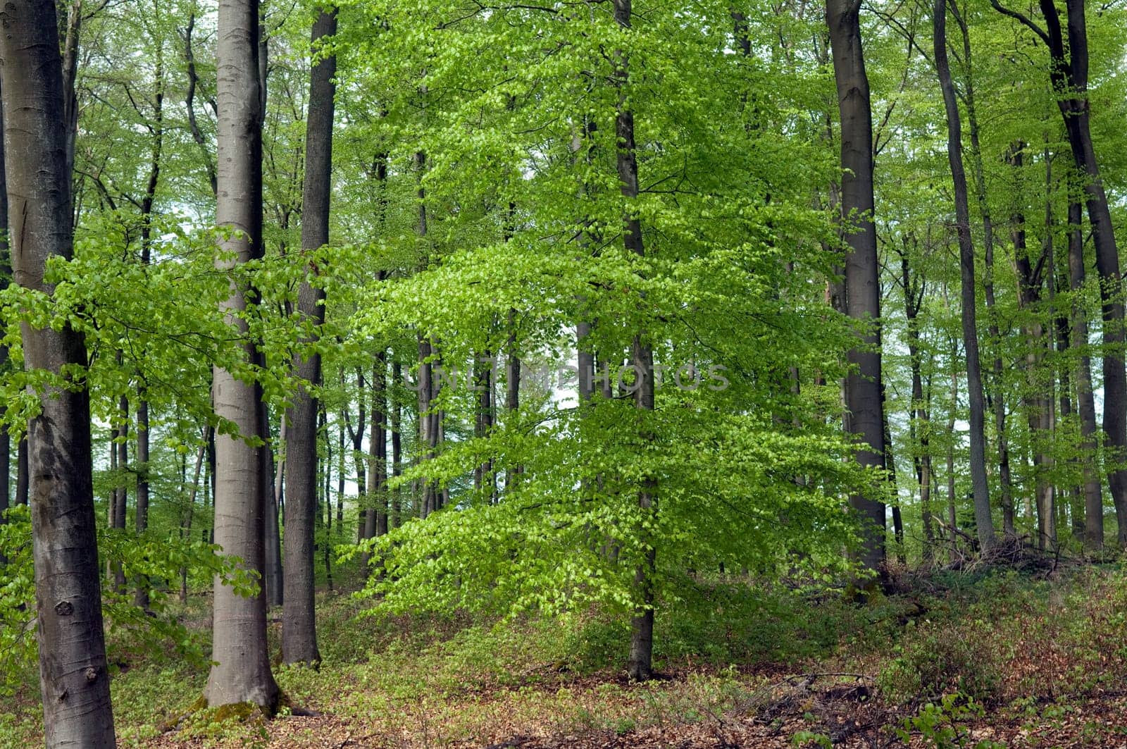 Buchenwald, Fruehling