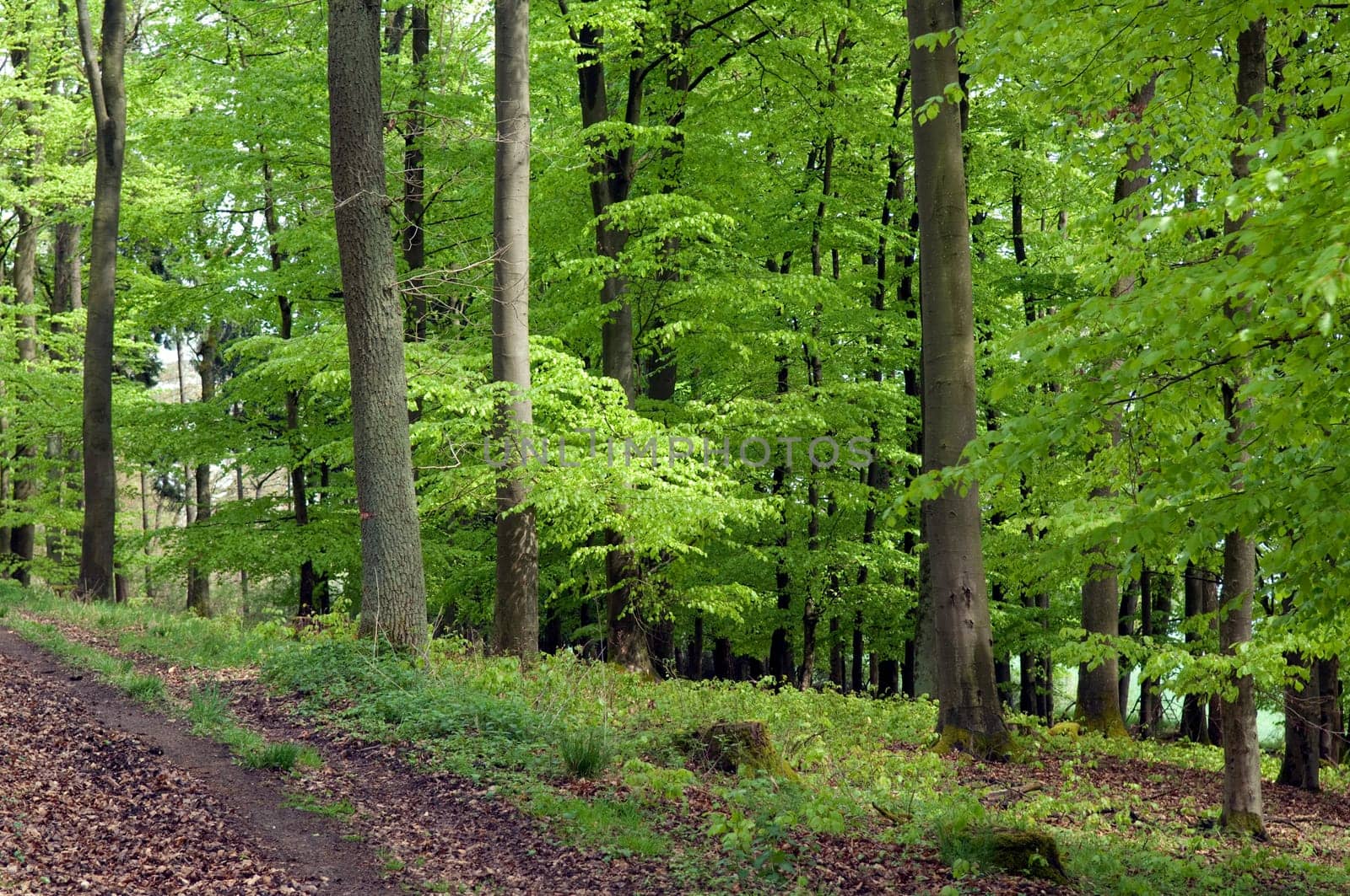 Buchenwald, Fruehling