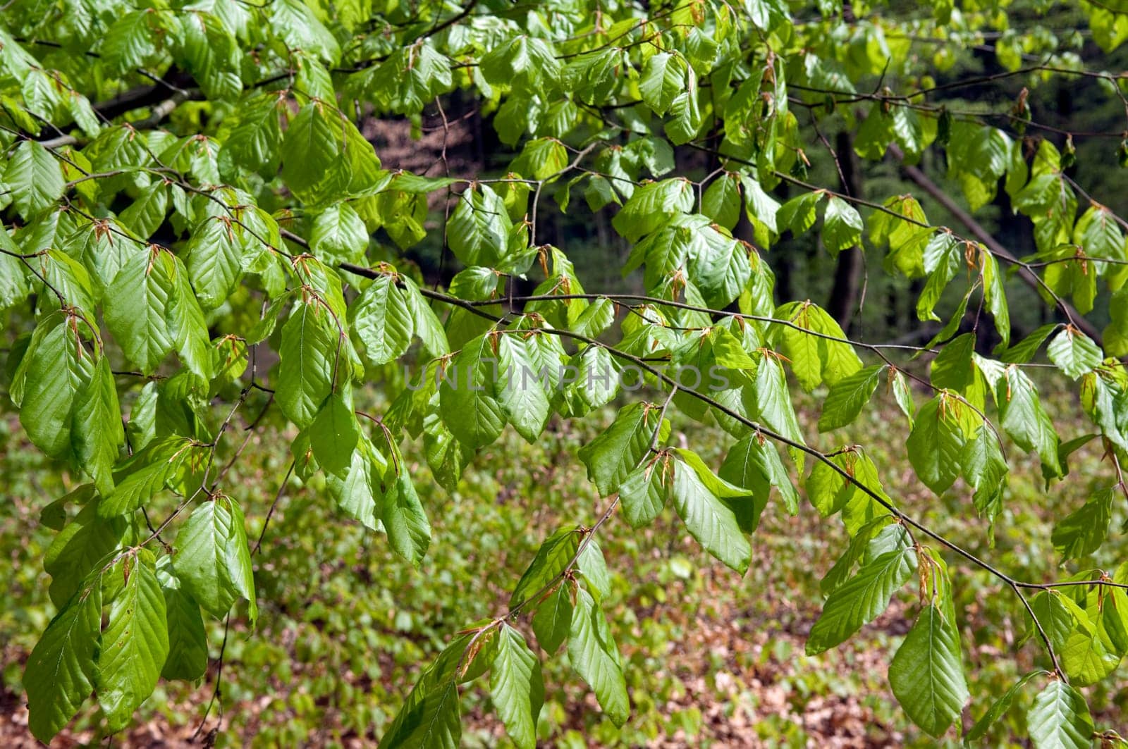 Buchenblatt  Buchenblaetter  Fruehling
