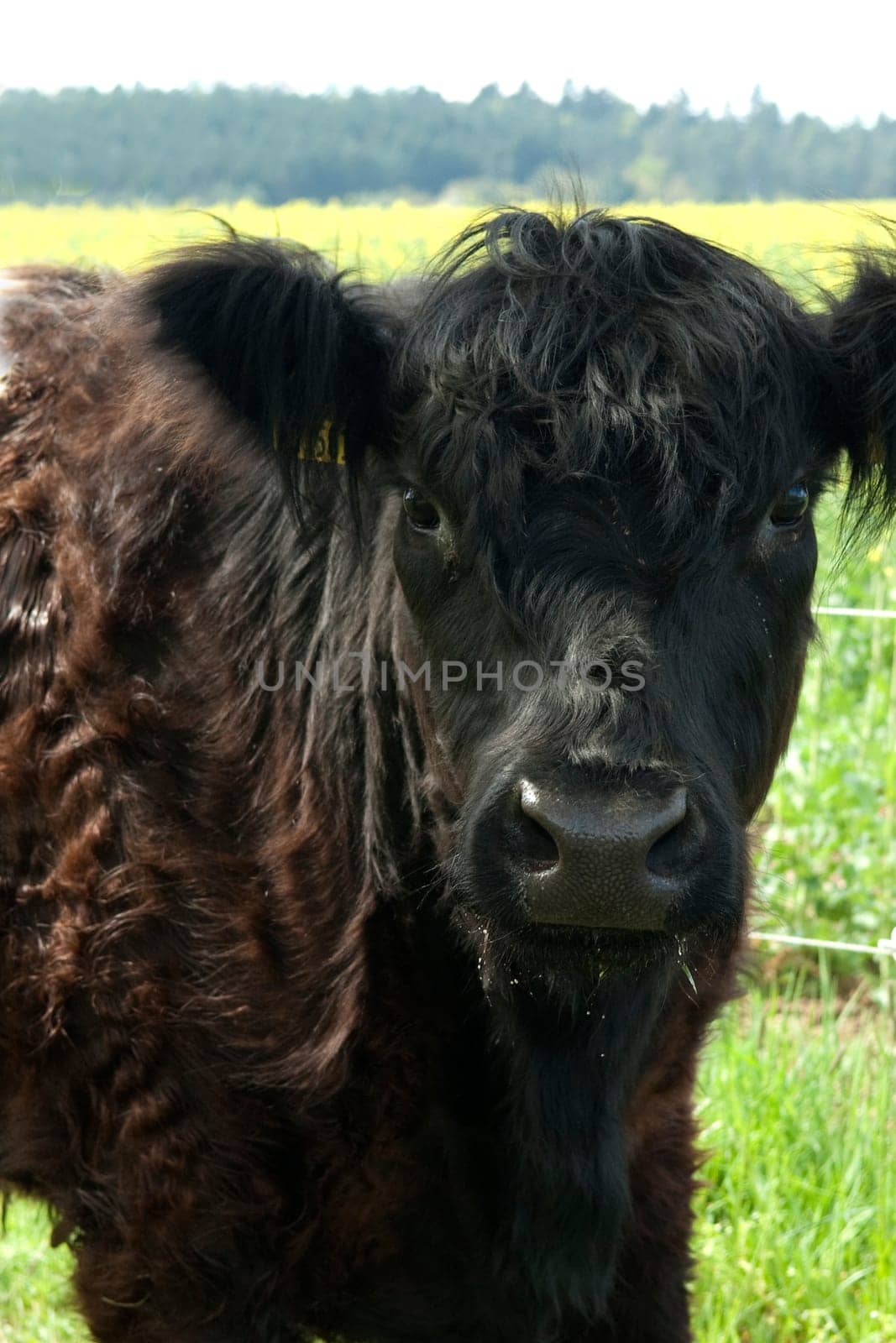 Galloway-Sattelrind, Belted, Galloway