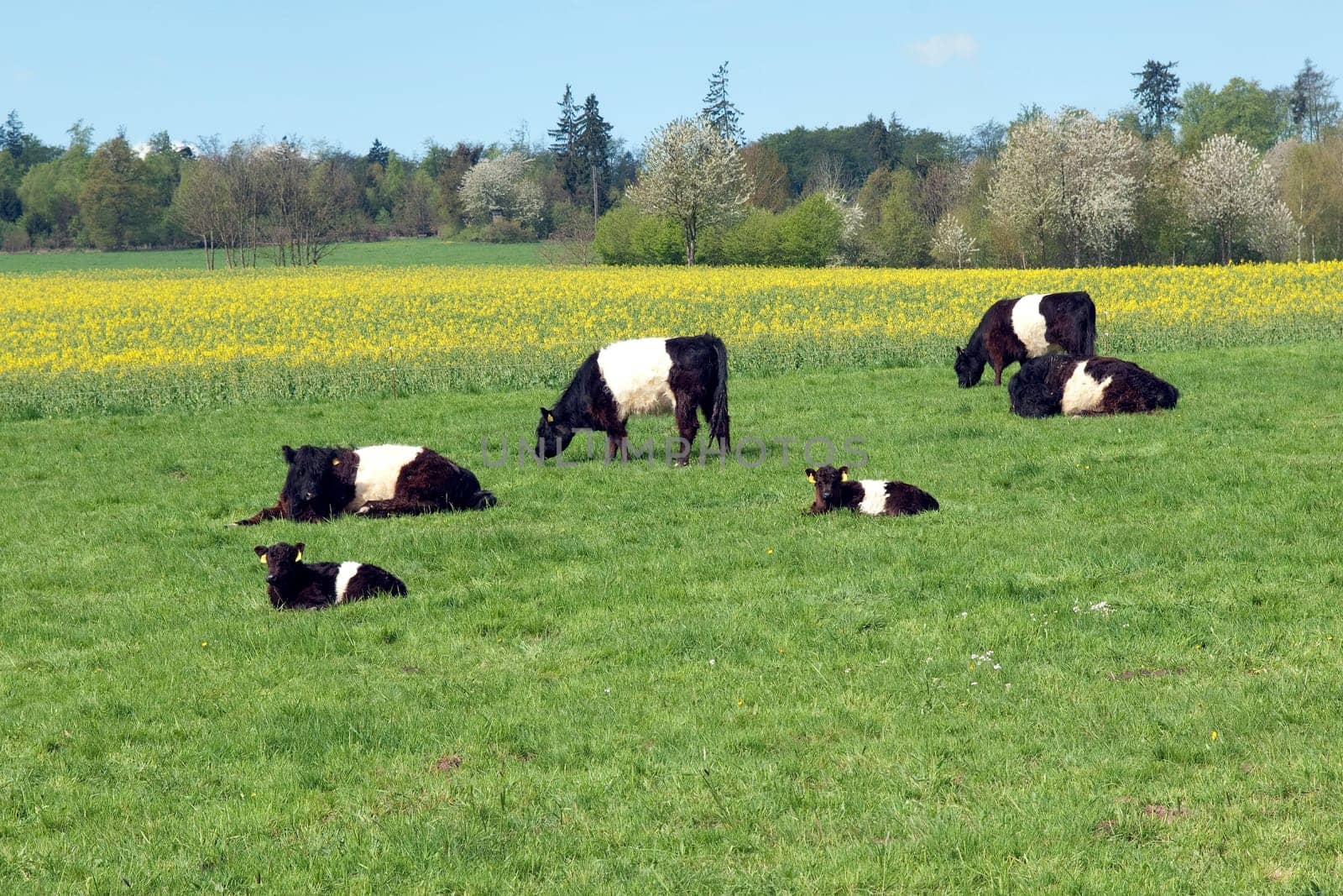 Galloway-Sattelrind, Belted, Galloway