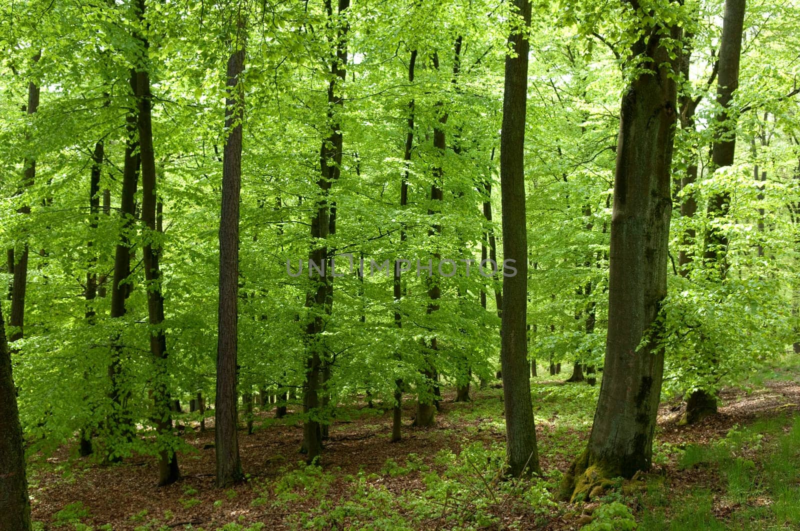 Buchenwald, Fruehling