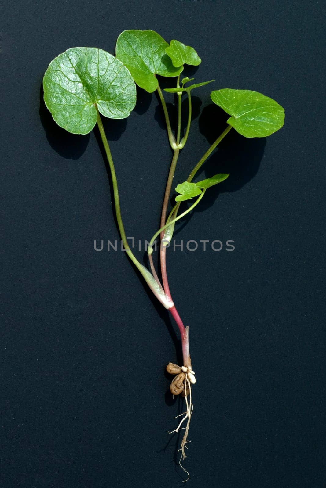 Scharbockskraut, Ranunculus, ficaria