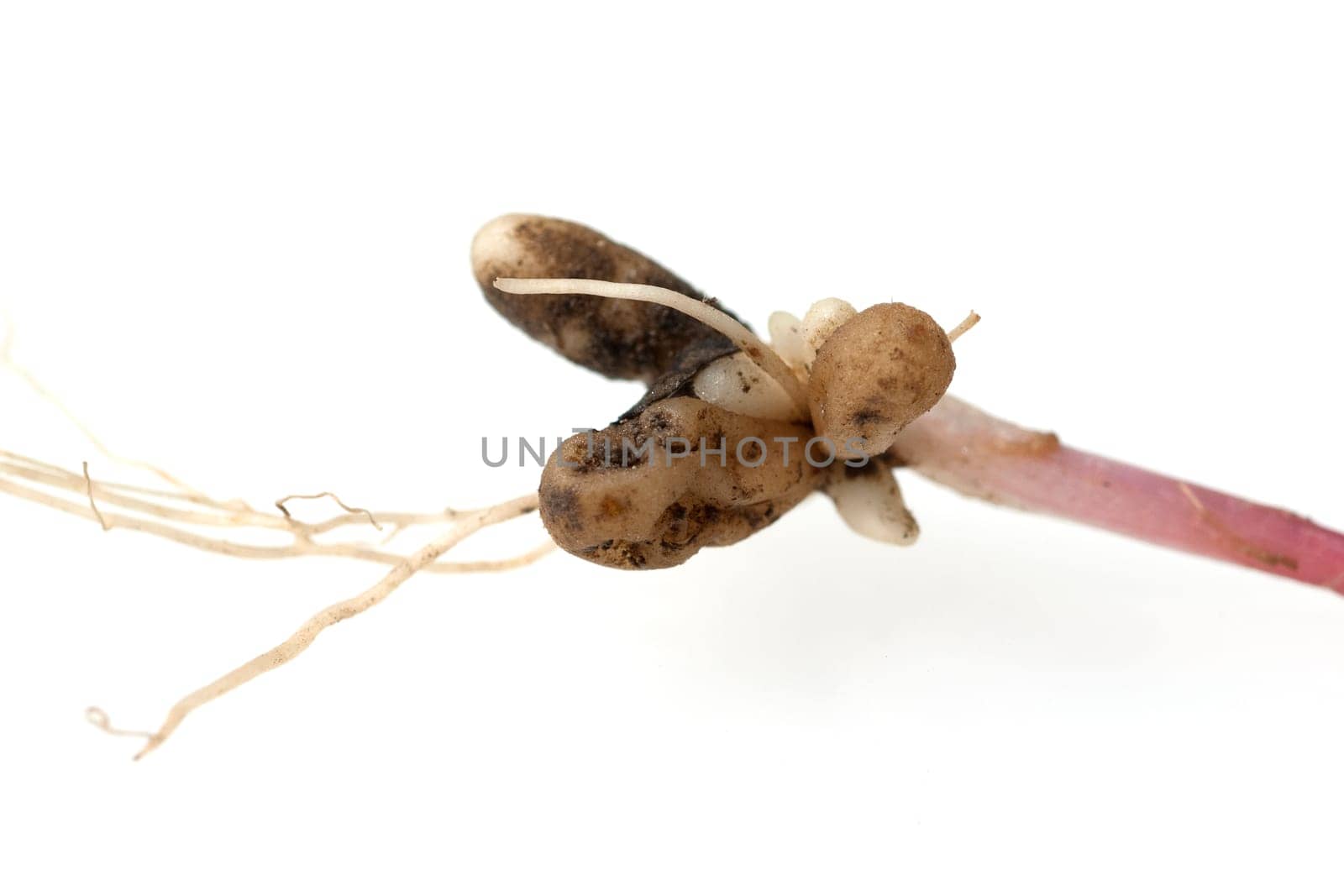 Scharbockskraut, Ranunculus, ficaria
