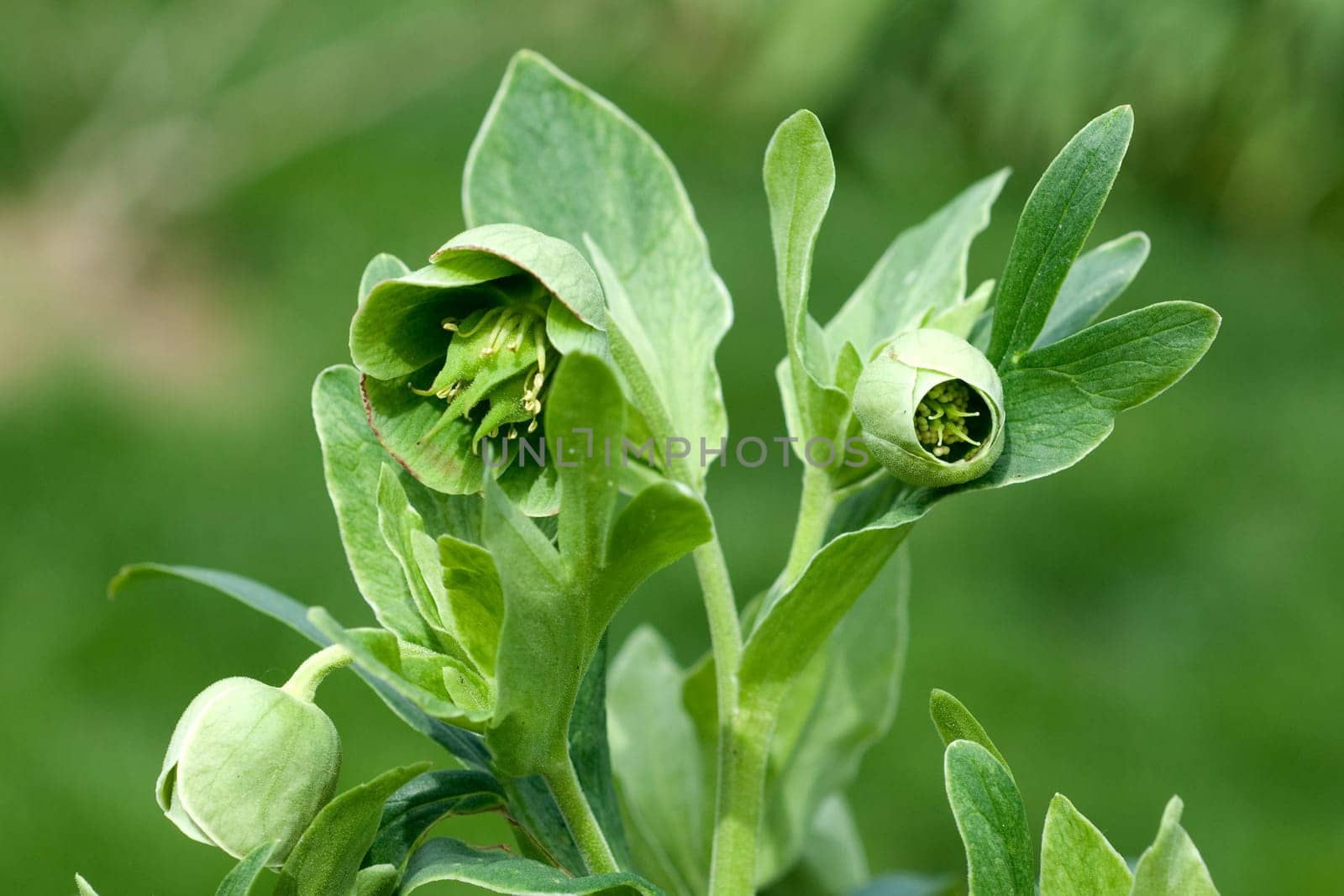 Stinkende, Nieswurz  Helleborus, foetidus